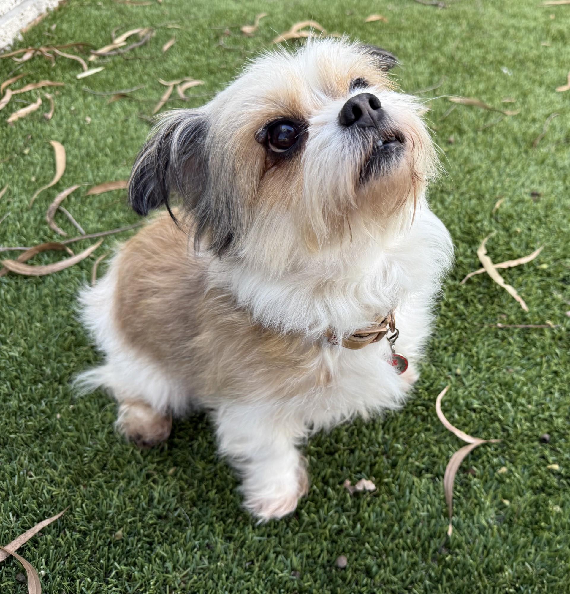 Enlarge Cookie 5, an adopted mixed breed in Los Alamitos, CA image 6/6