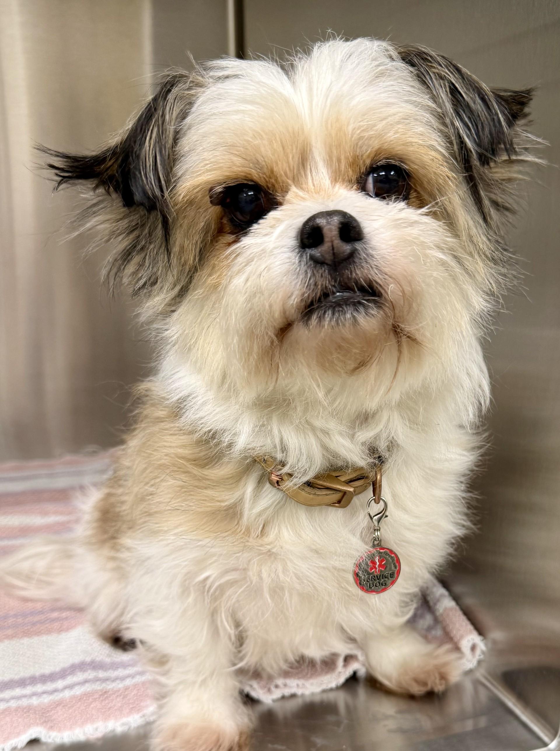 Enlarge Cookie 5, an adopted mixed breed in Los Alamitos, CA image 4/6