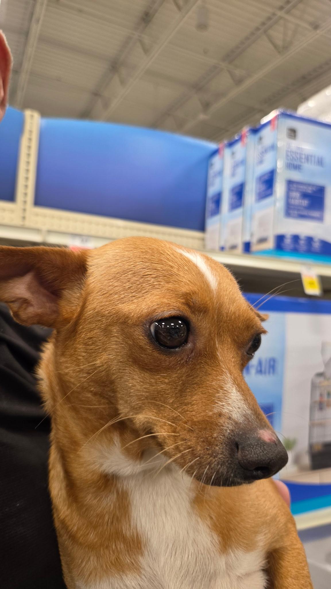 Sweetie, adopted, Adult Female Chihuahua.