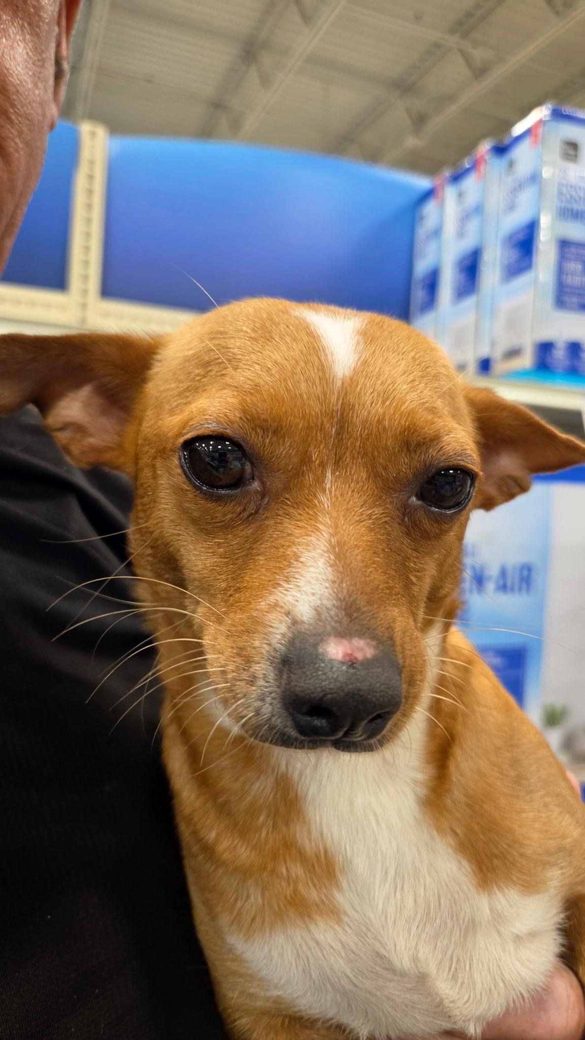 Sweetie, an adopted mixed breed in Lonedell, MO image 2/3
