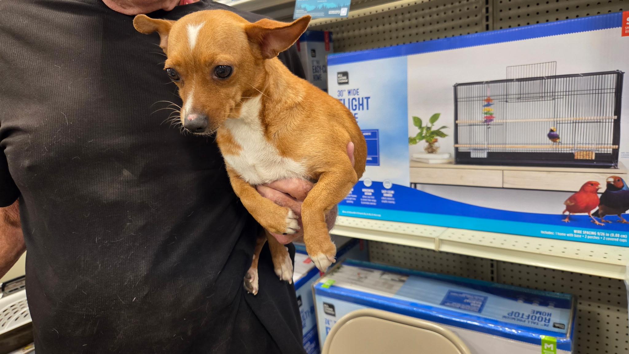 Sweetie, an adopted mixed breed in Lonedell, MO image 3/3
