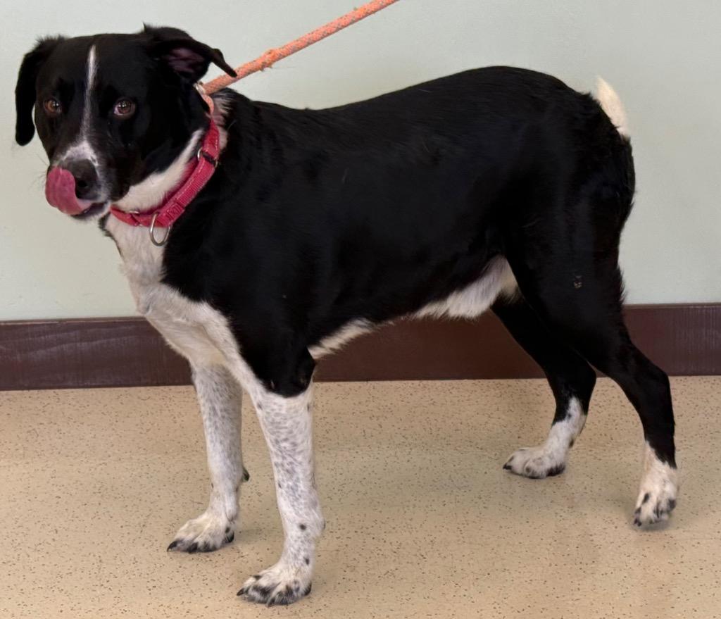 Peter, a ADOPTABLE mixed breed in Amery, WI image 3/3