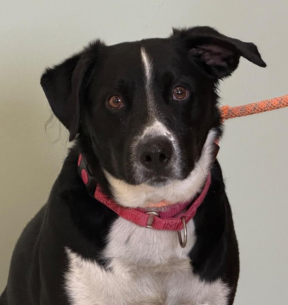 Peter, ADOPTABLE, Adult Male Border Collie.