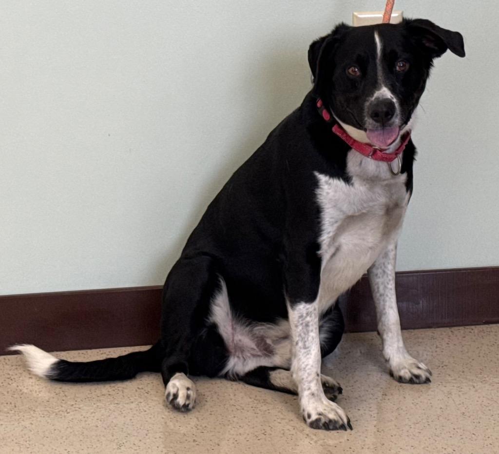 Peter, a ADOPTABLE mixed breed in Amery, WI image 2/3