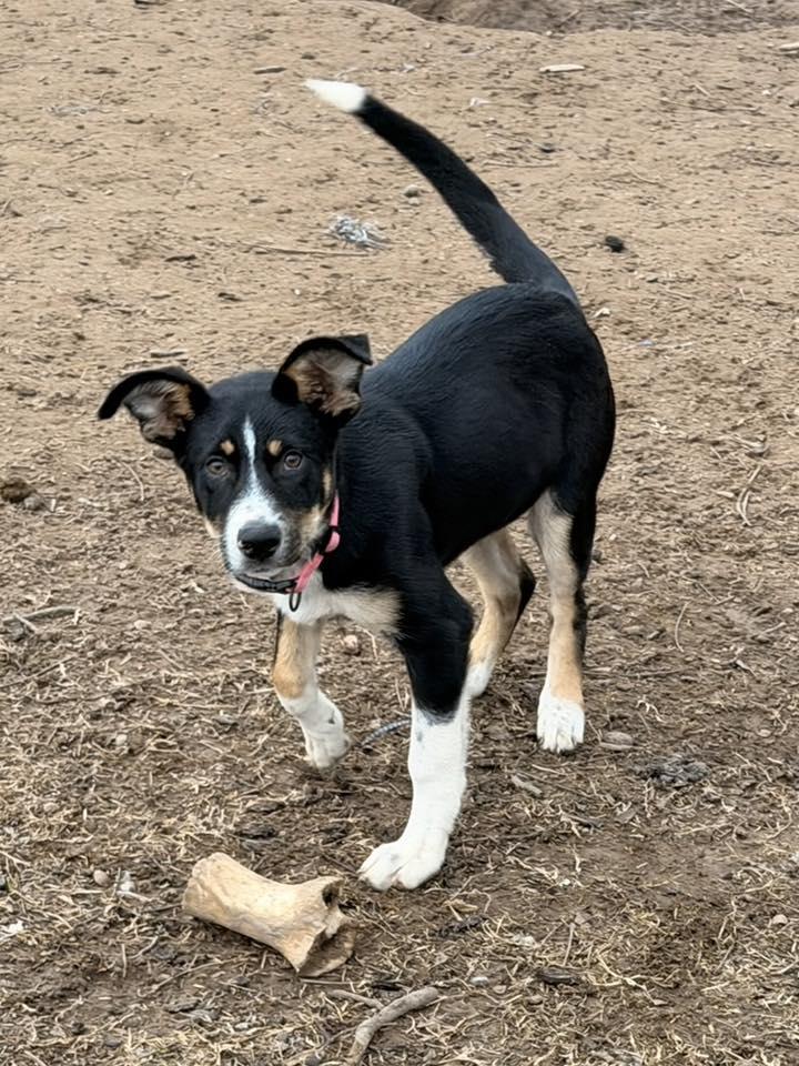 Amethyst, a Adoptable mixed breed in Johnston , RI image 6/6
