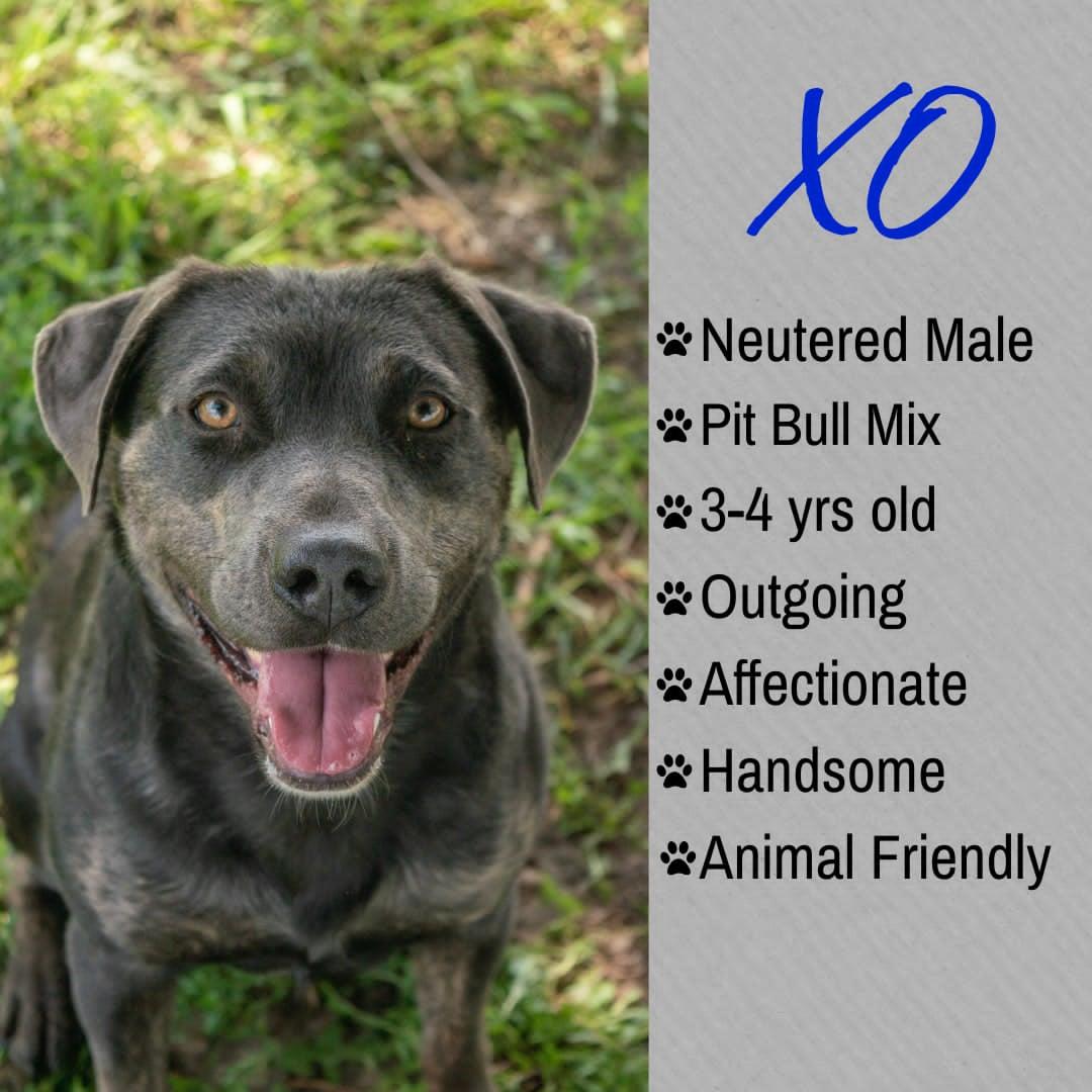 XO, ADOPTABLE, Adult Male Pit Bull Terrier.