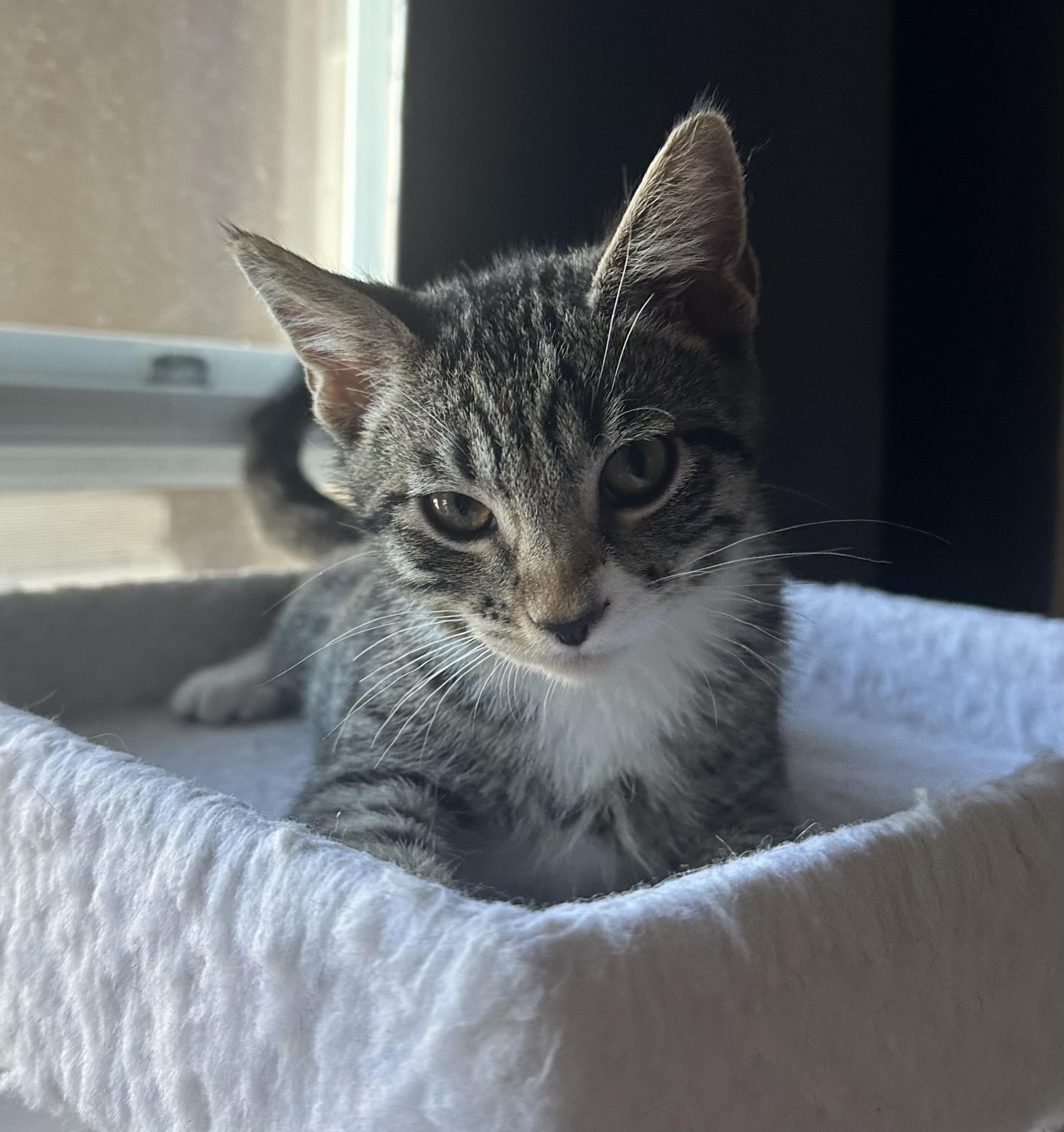 CJ, a Adoptable Tabby in Laguna Beach, CA image 2/2