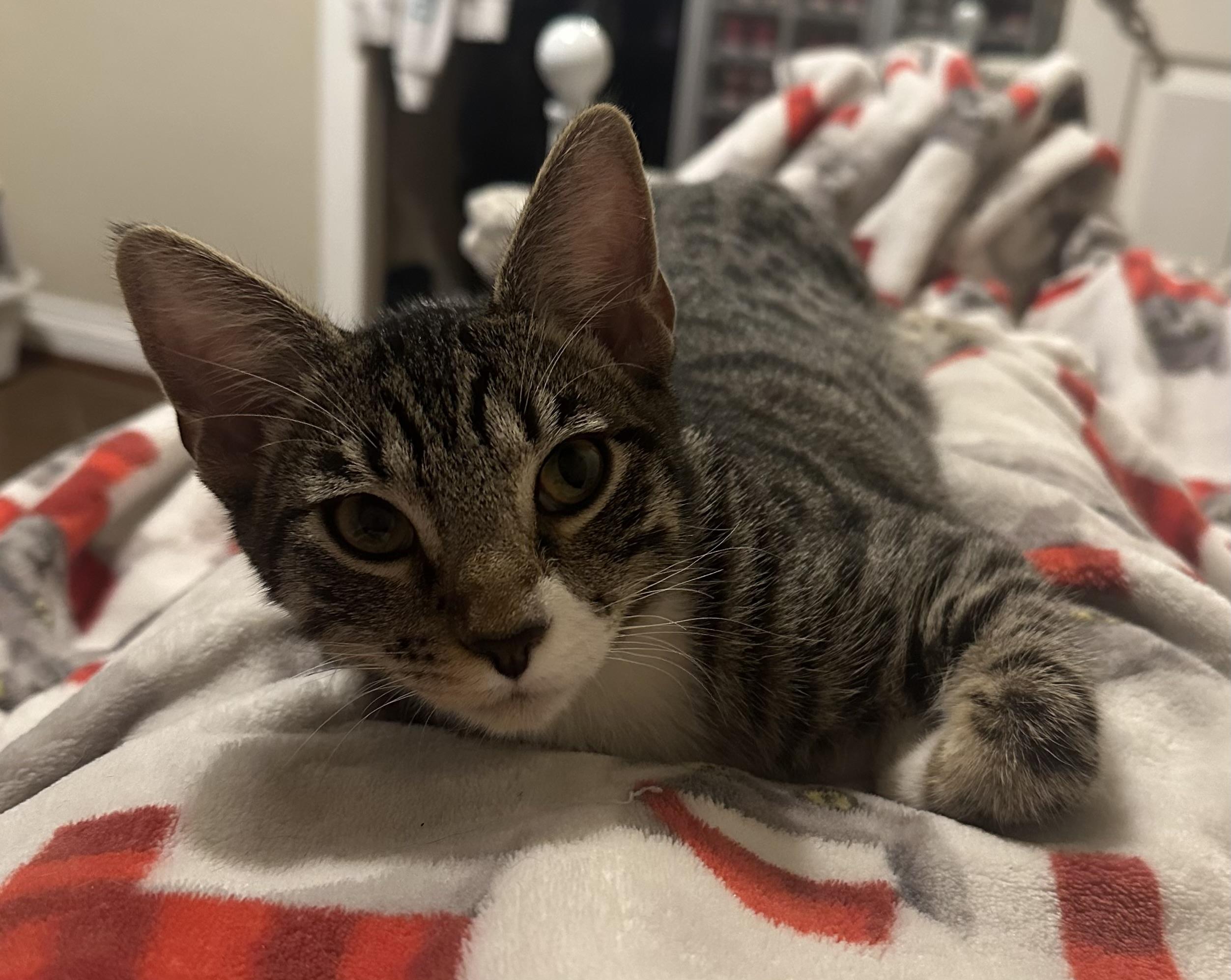 CJ, a Adoptable Tabby in Laguna Beach, CA image 1/2