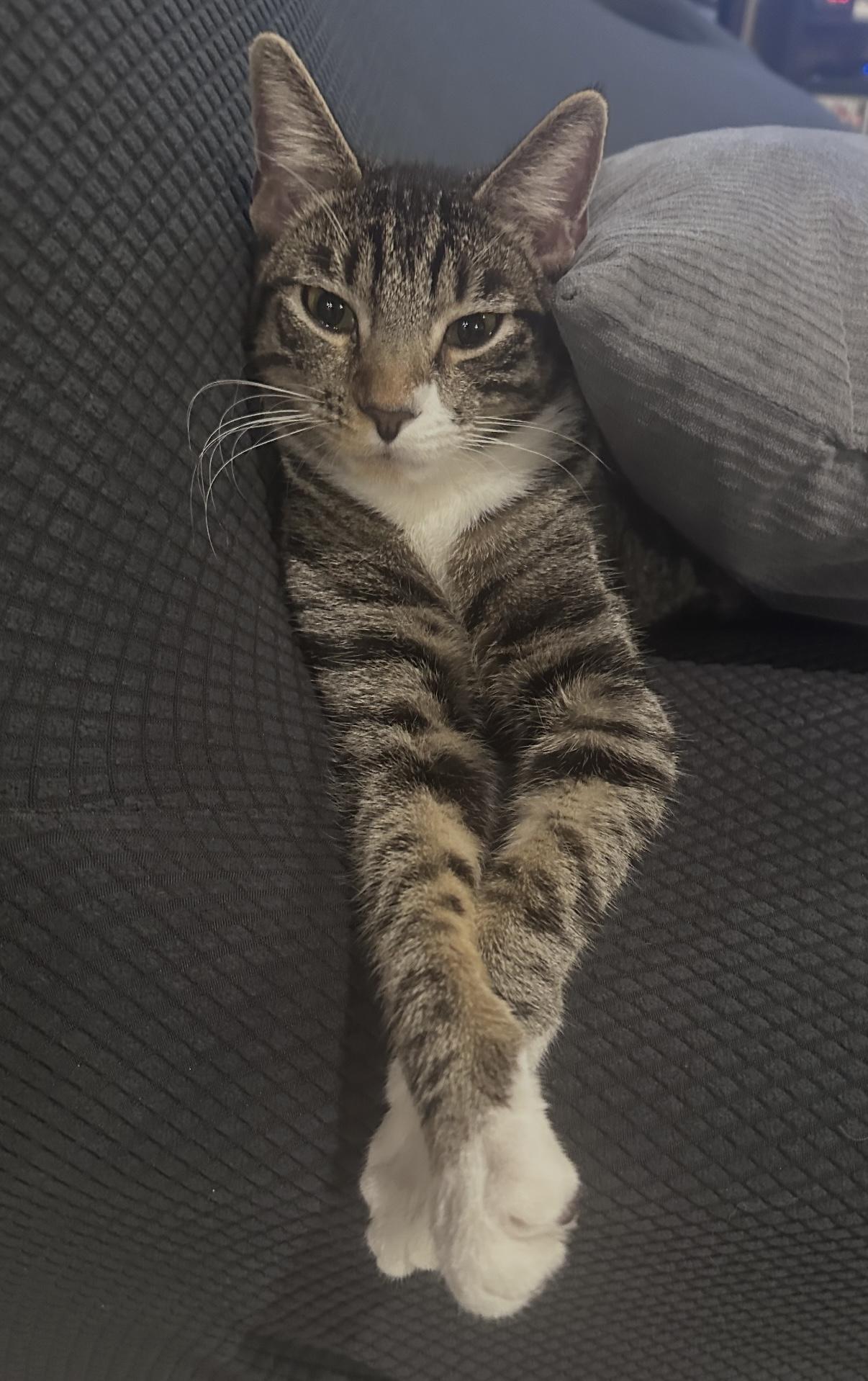 CJ, Adoptable, Kitten Male Tabby.