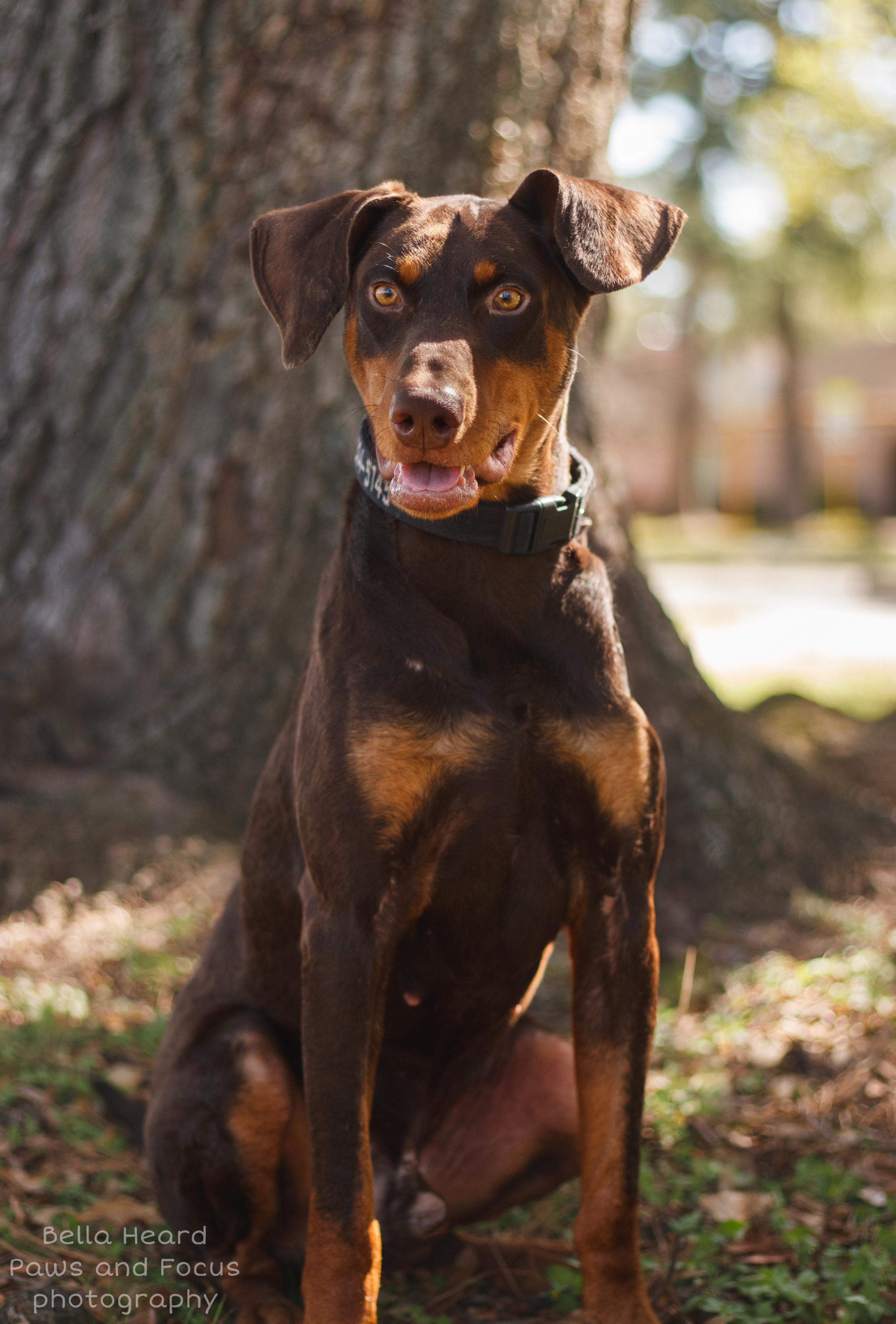 Buddy, Adult Male Doberman Pinscher