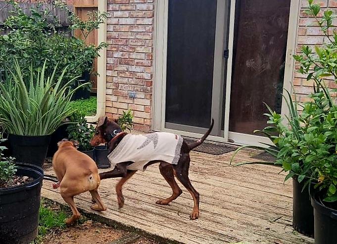 Enlarge Buddy, a Adoptable Doberman Pinscher in Houston, TX image 2/4