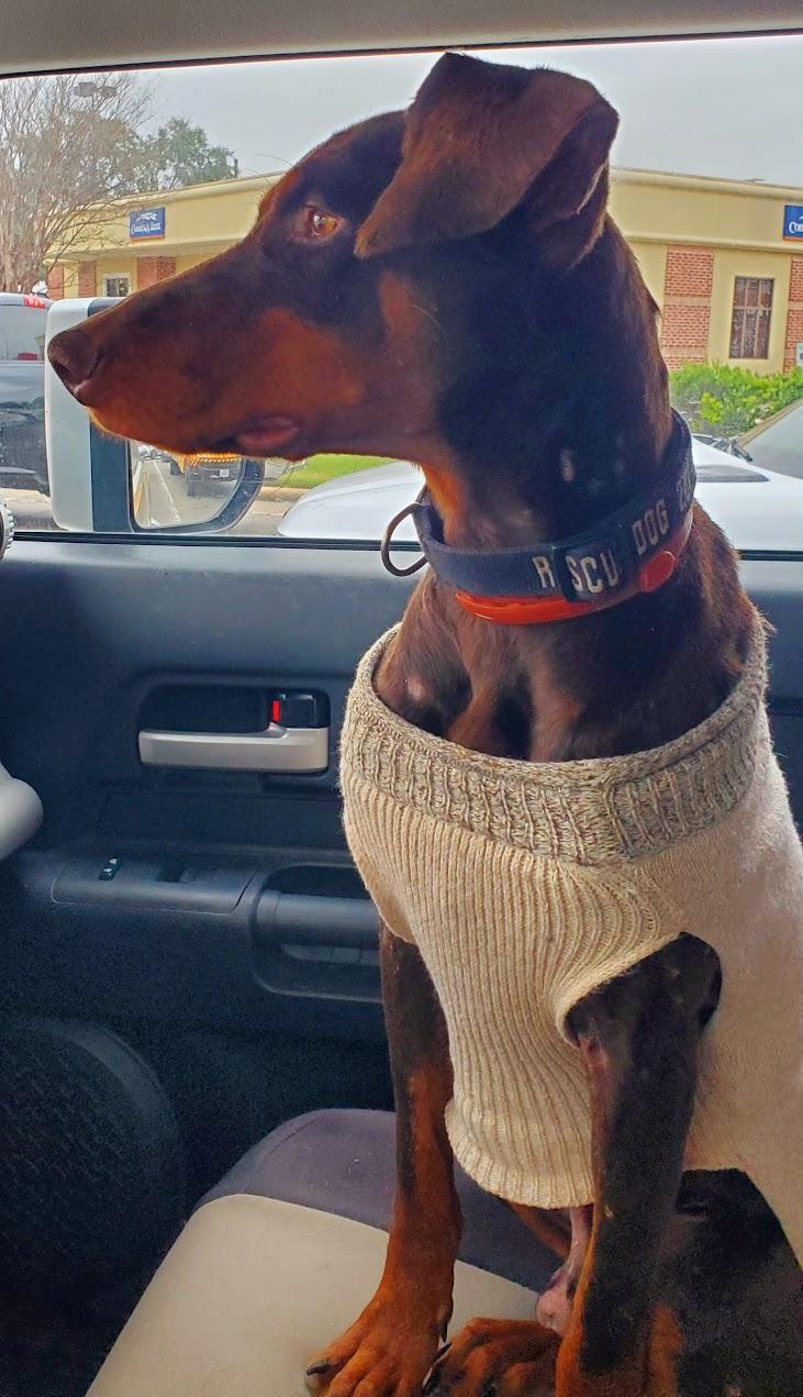 Enlarge Buddy, a Adoptable Doberman Pinscher in Houston, TX image 3/4