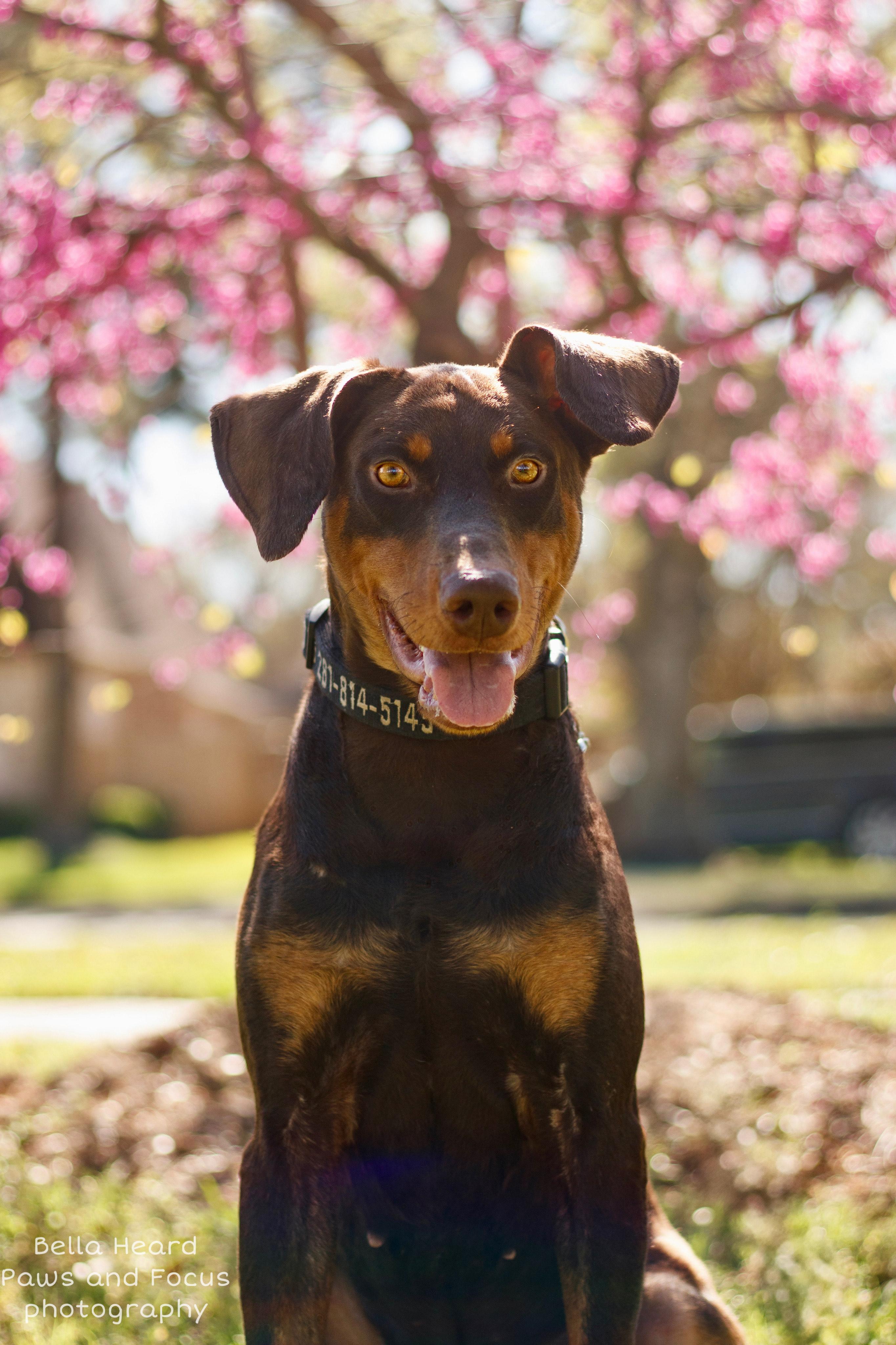 Enlarge Buddy, a Adoptable Doberman Pinscher in Houston, TX image 4/4