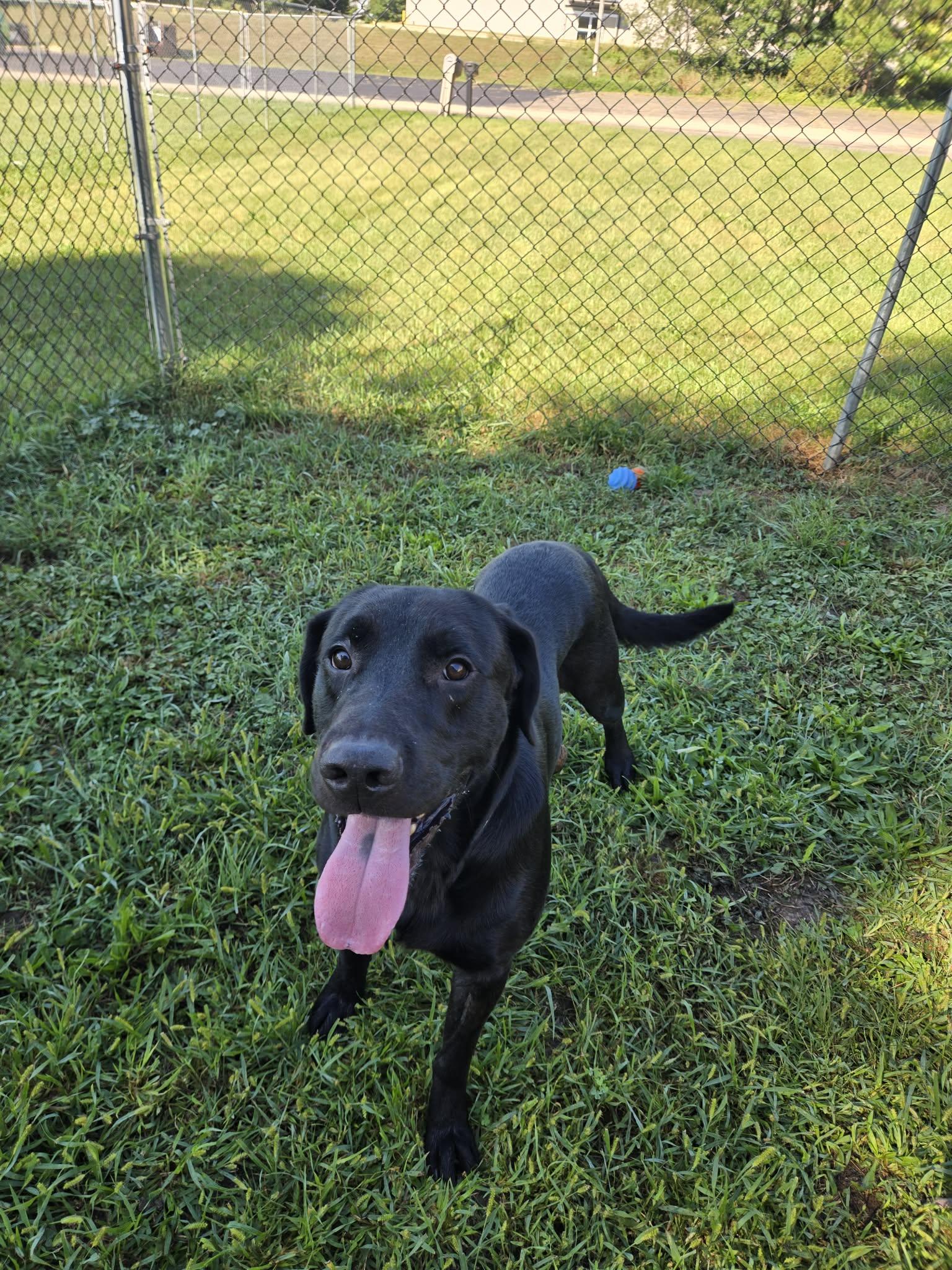 Remus, Adoptable, Adult Male Labrador Retriever.