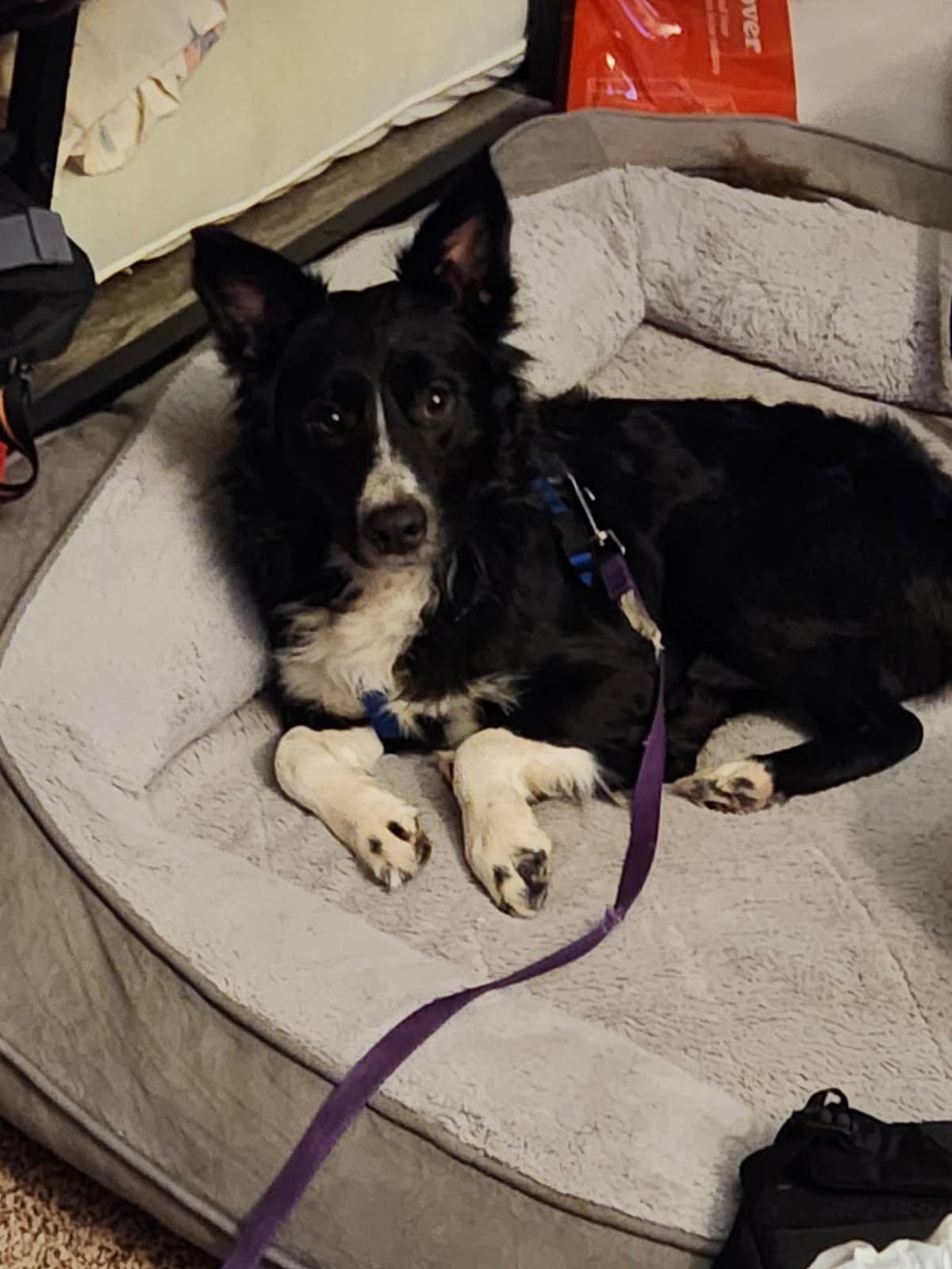 Enlarge Prince, an adoptable mixed breed in Maryville, TN image 5/6