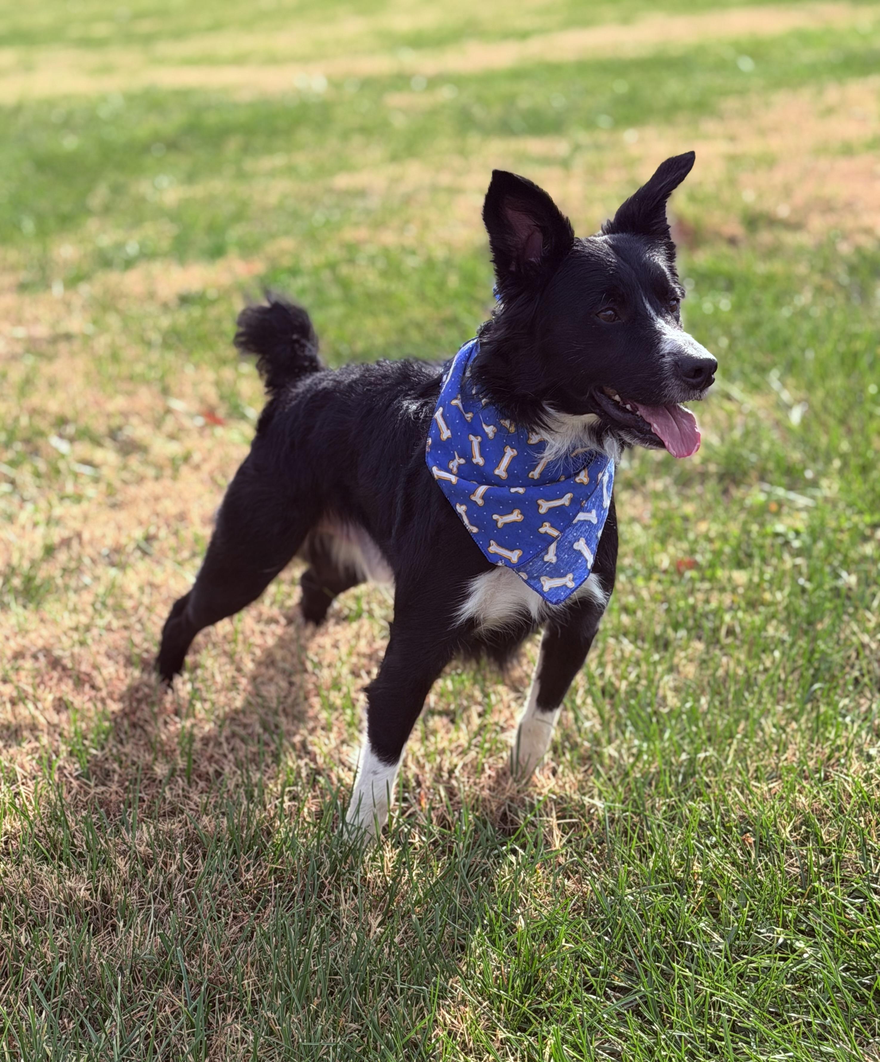 Prince, adoptable, Young Male Border Collie & Mixed Breed.