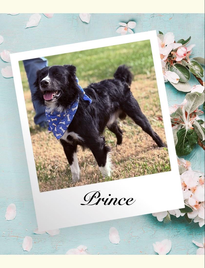 Enlarge Prince, an adoptable mixed breed in Maryville, TN image 1/6