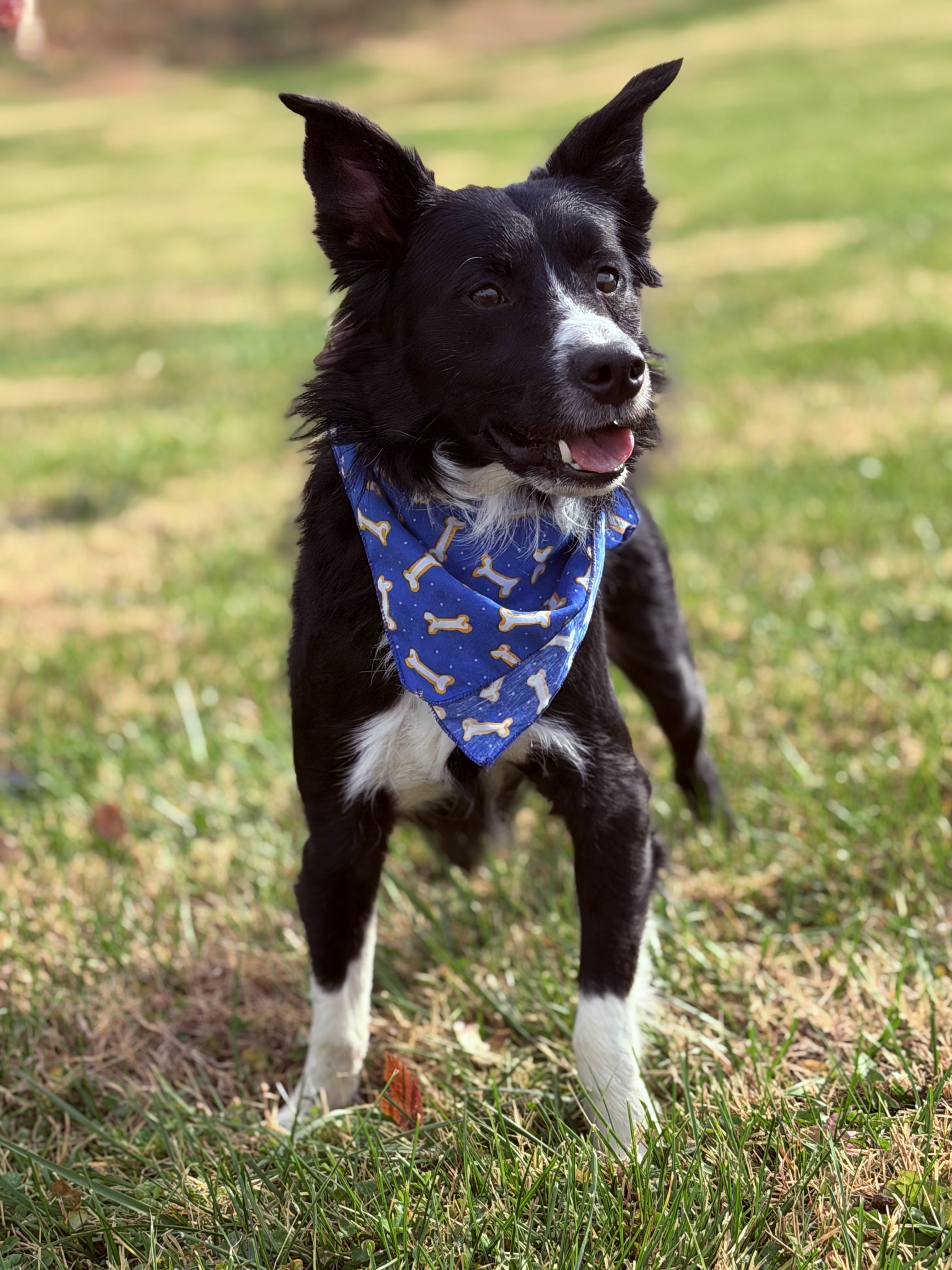 Enlarge Prince, an adoptable mixed breed in Maryville, TN image 4/6
