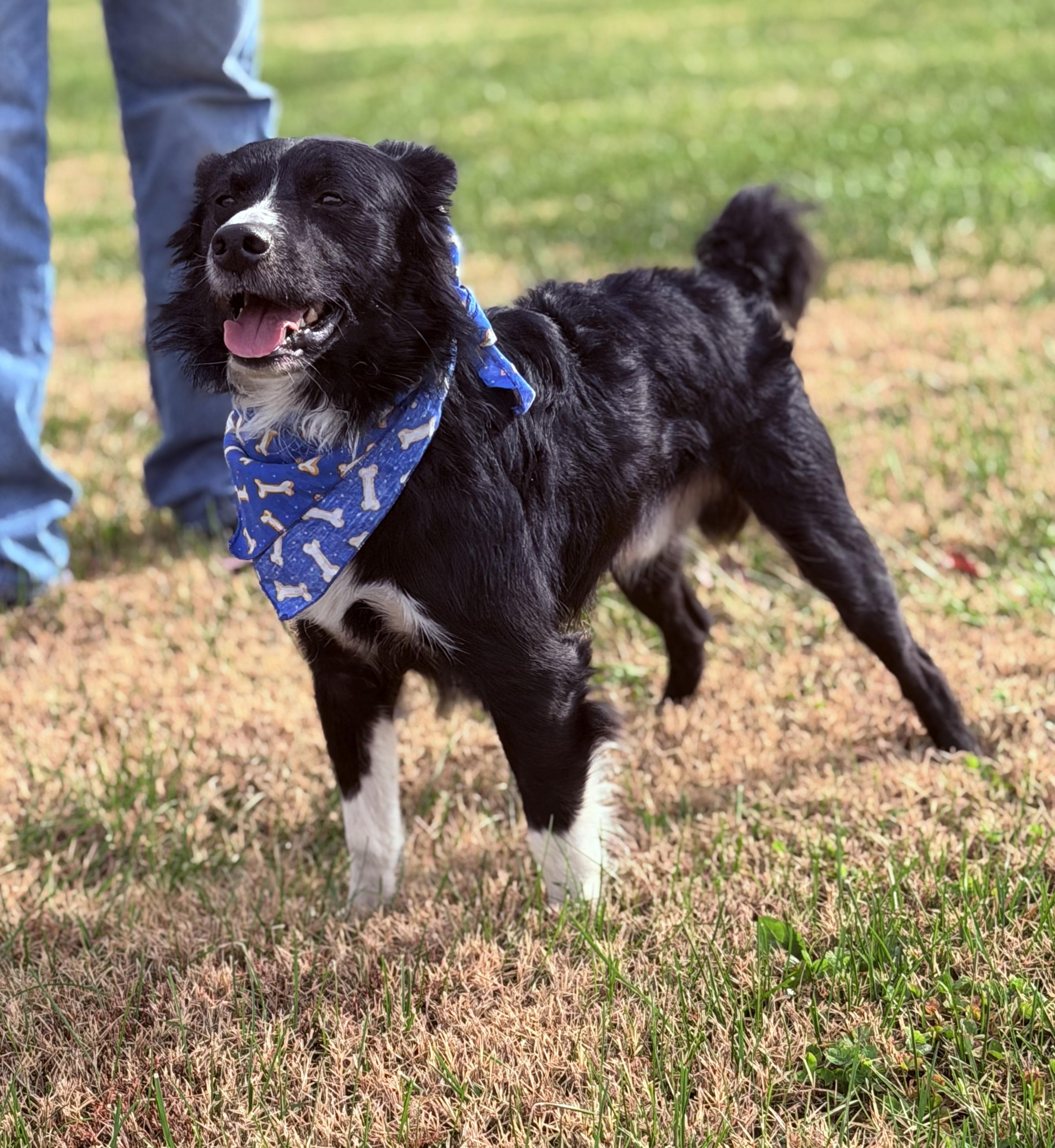 Enlarge Prince, an adoptable mixed breed in Maryville, TN image 2/6