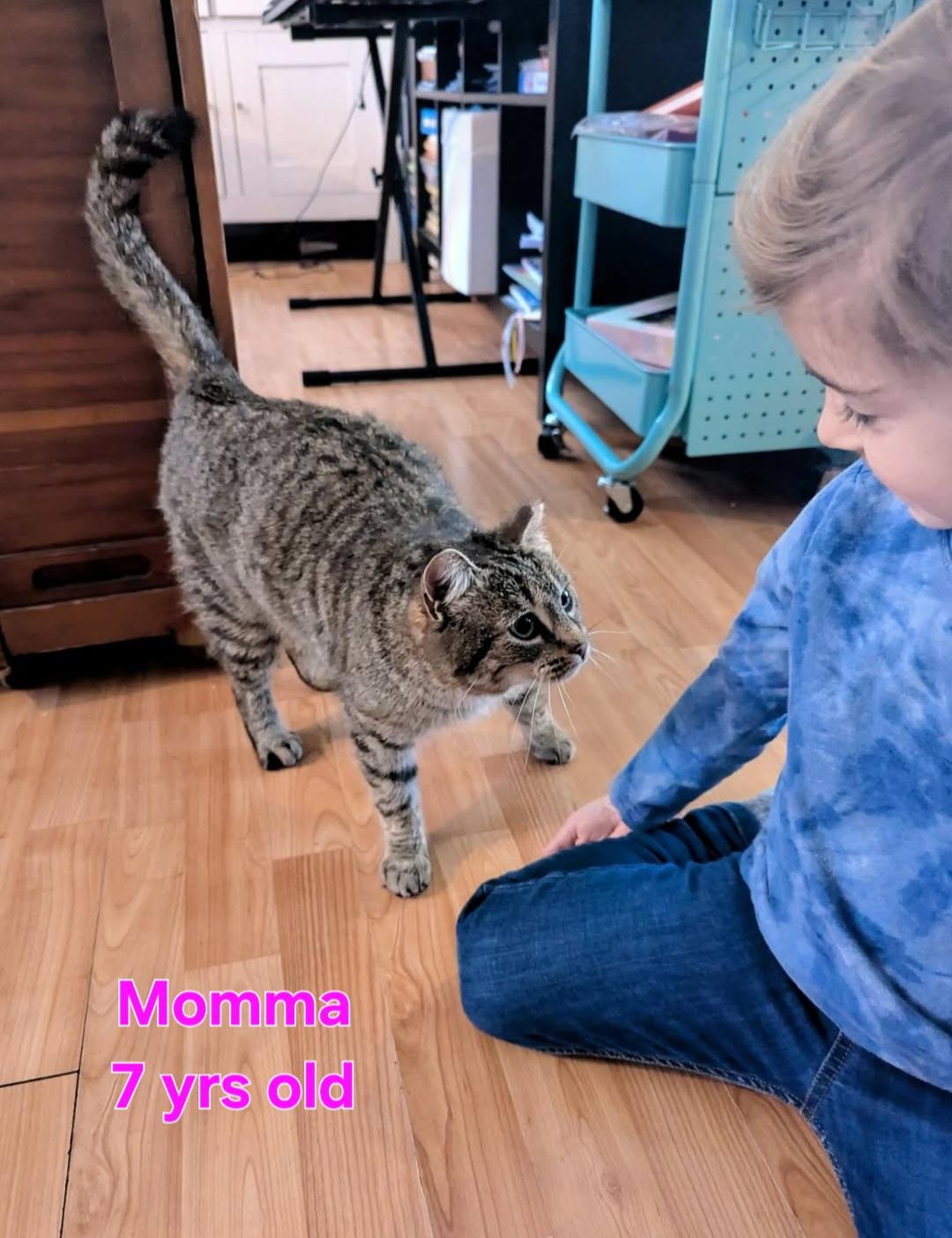 Momma, adopted, Adult Female Domestic Short Hair.