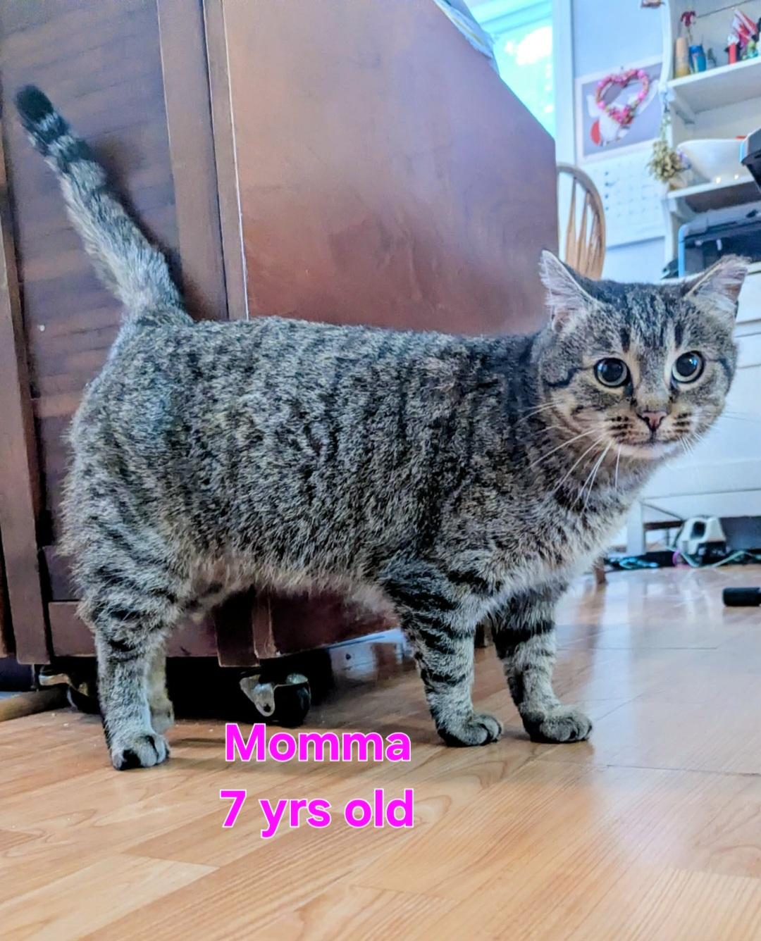 Momma, an adopted Domestic Short Hair in Bristol, QC image 2/3