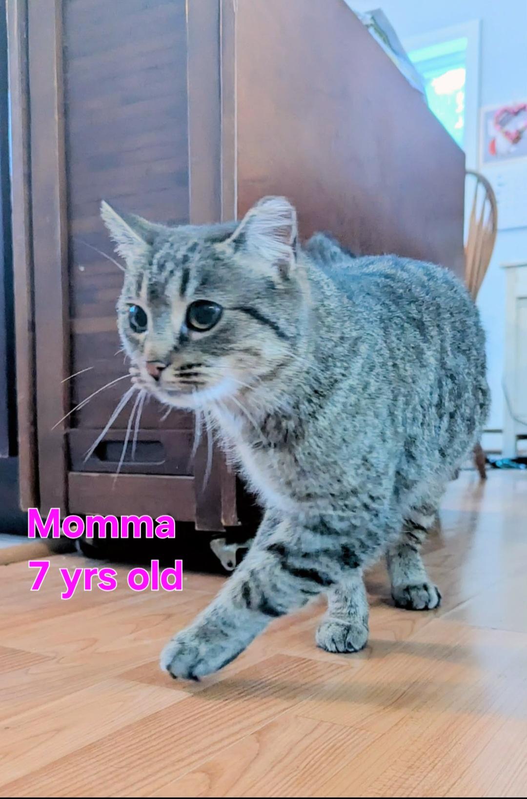 Momma, an adopted Domestic Short Hair in Bristol, QC image 3/3