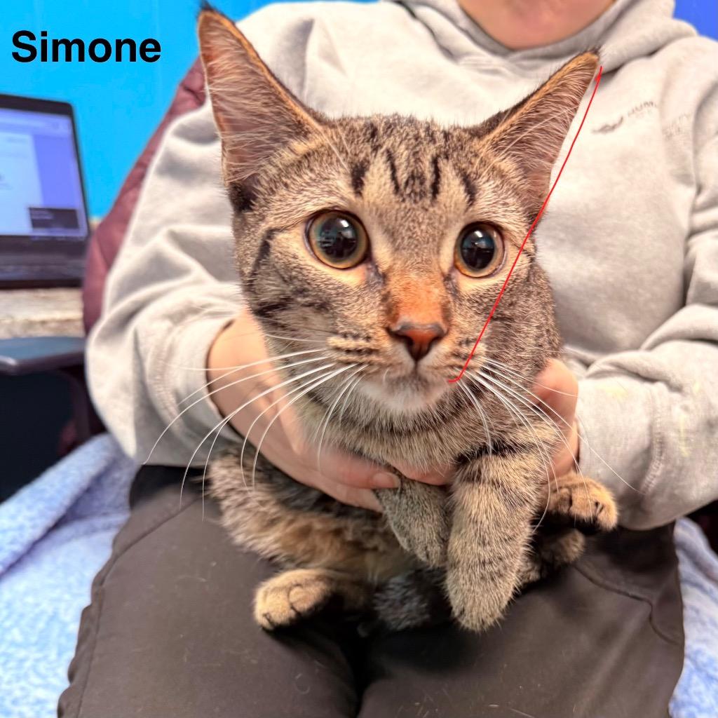 Enlarge Simone, a Adoptable mixed breed in Utica, MI image 1/1