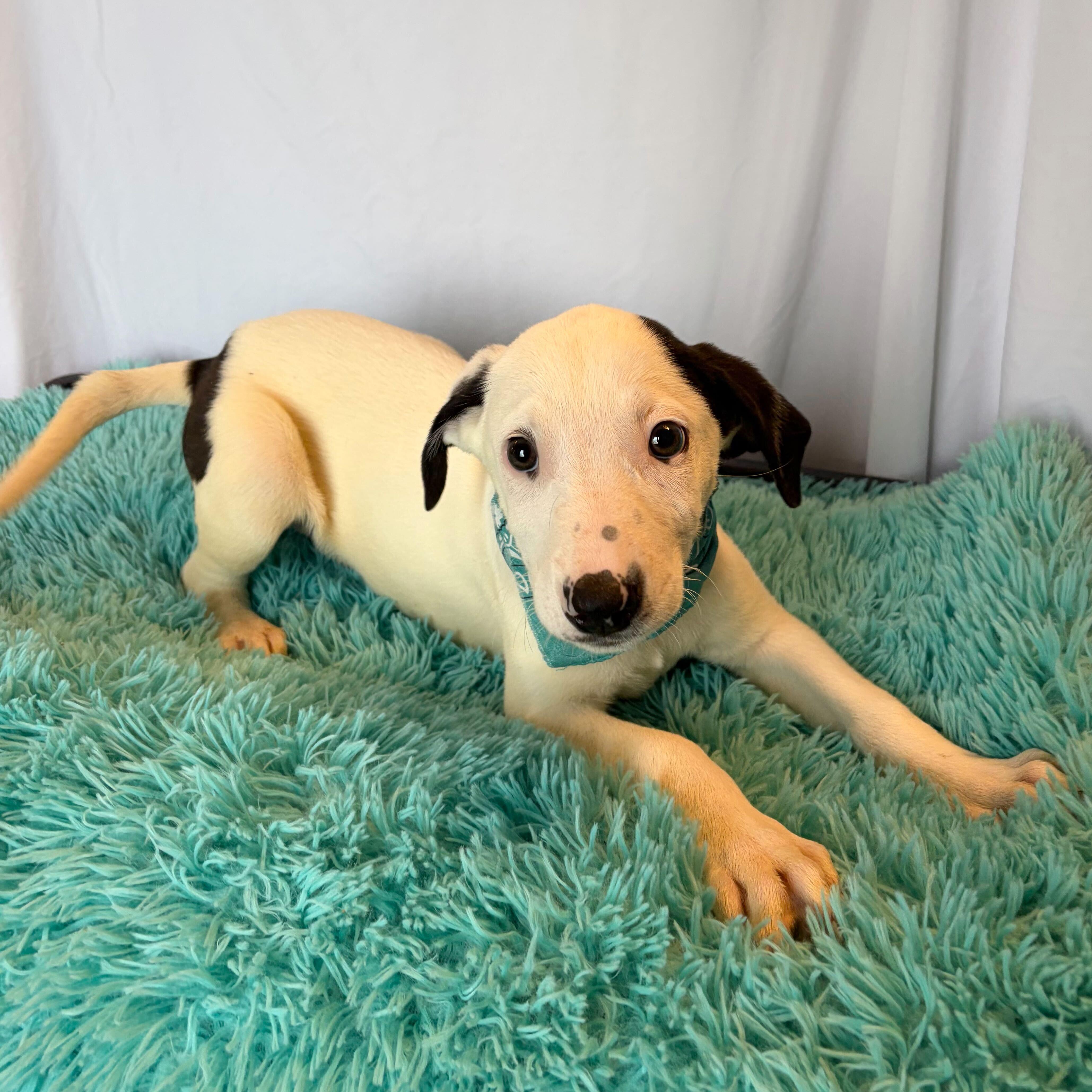 Emperor, adopted, Puppy Male Mixed Breed.