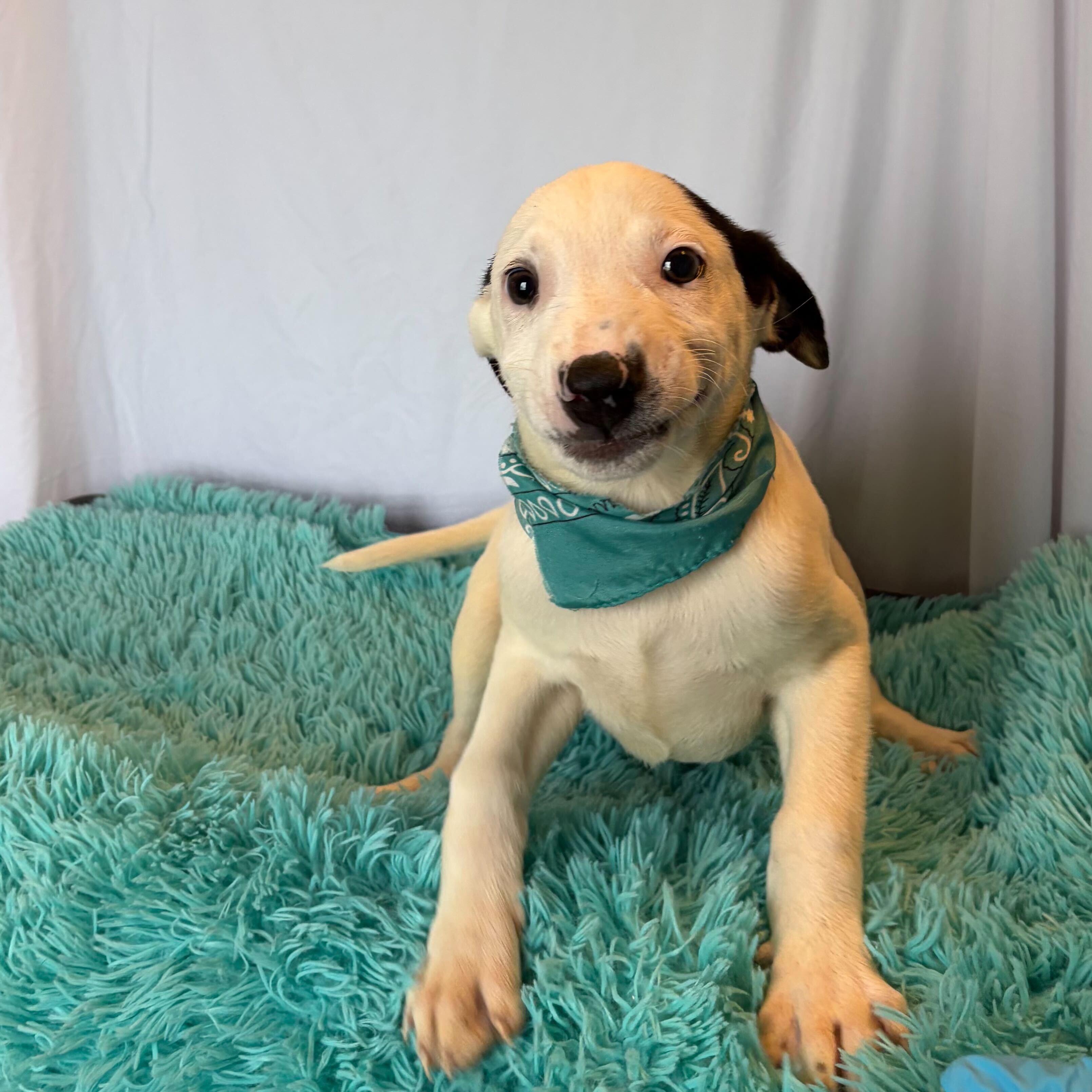 Enlarge Emperor, an adopted Mixed Breed in Canal Winchester, OH image 2/2