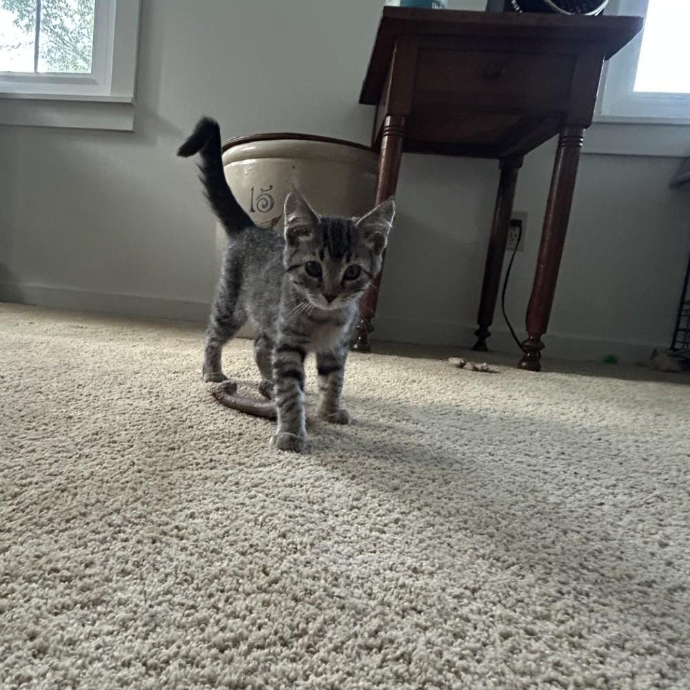 Enlarge Chica, a Adoptable Domestic Short Hair in Springdale, AR image 3/3