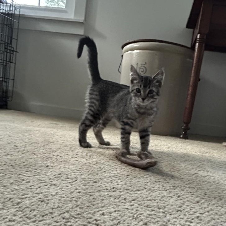 Chica, Adoptable, Young Female Domestic Short Hair.