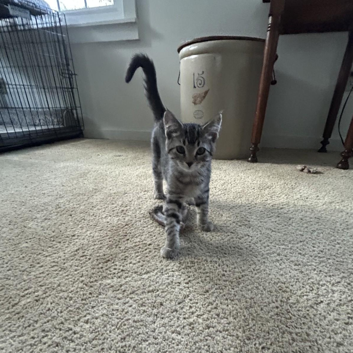 Enlarge Chica, a Adoptable Domestic Short Hair in Springdale, AR image 2/3