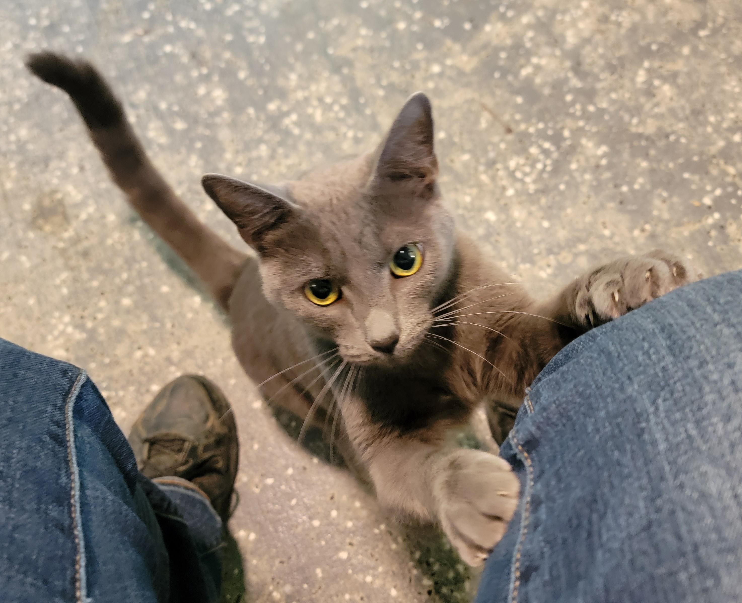 Enlarge Misha, an adopted Russian Blue in Mount Sterling, KY image 6/6