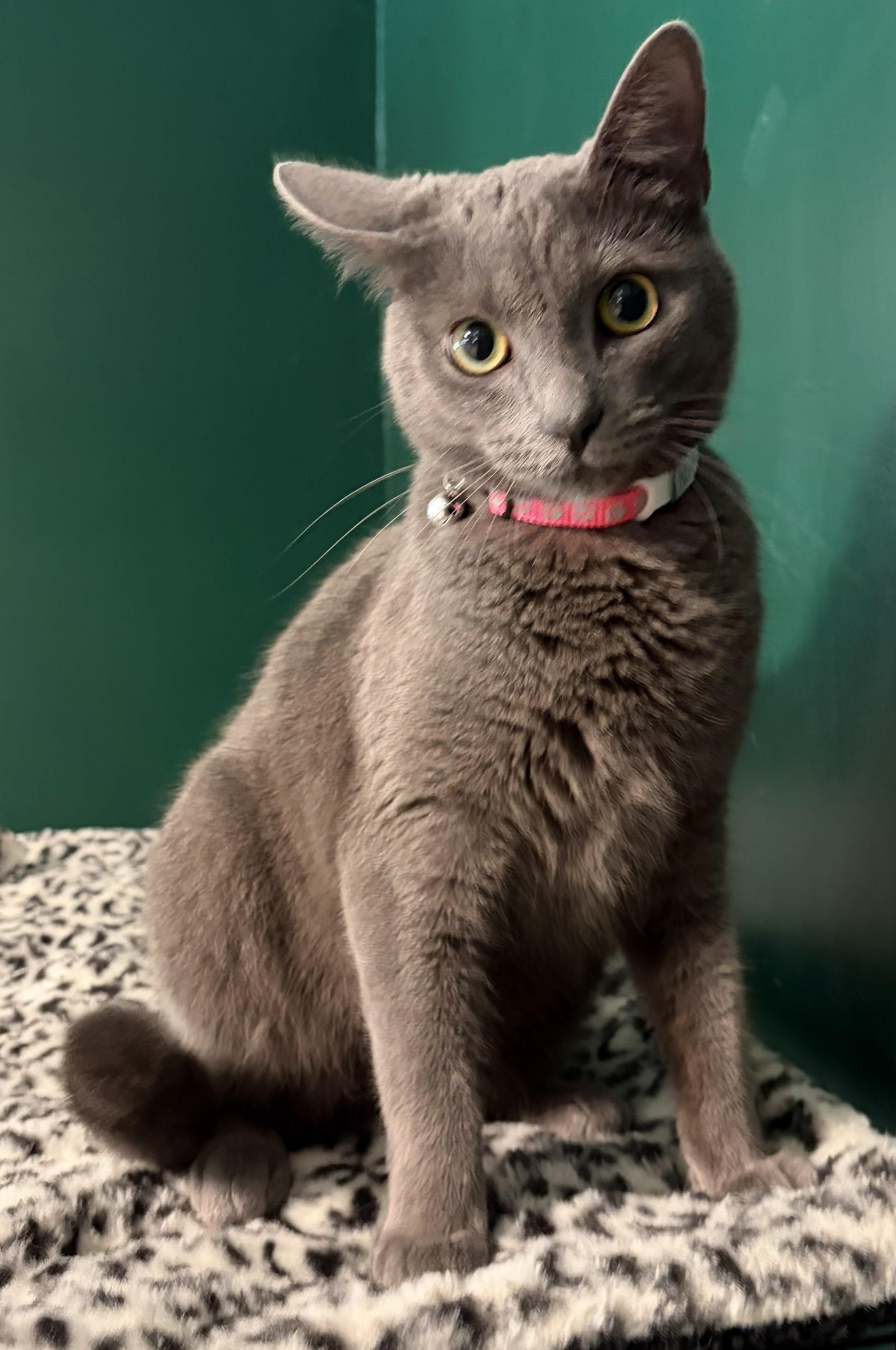 Enlarge Misha, an adopted Russian Blue in Mount Sterling, KY image 2/6