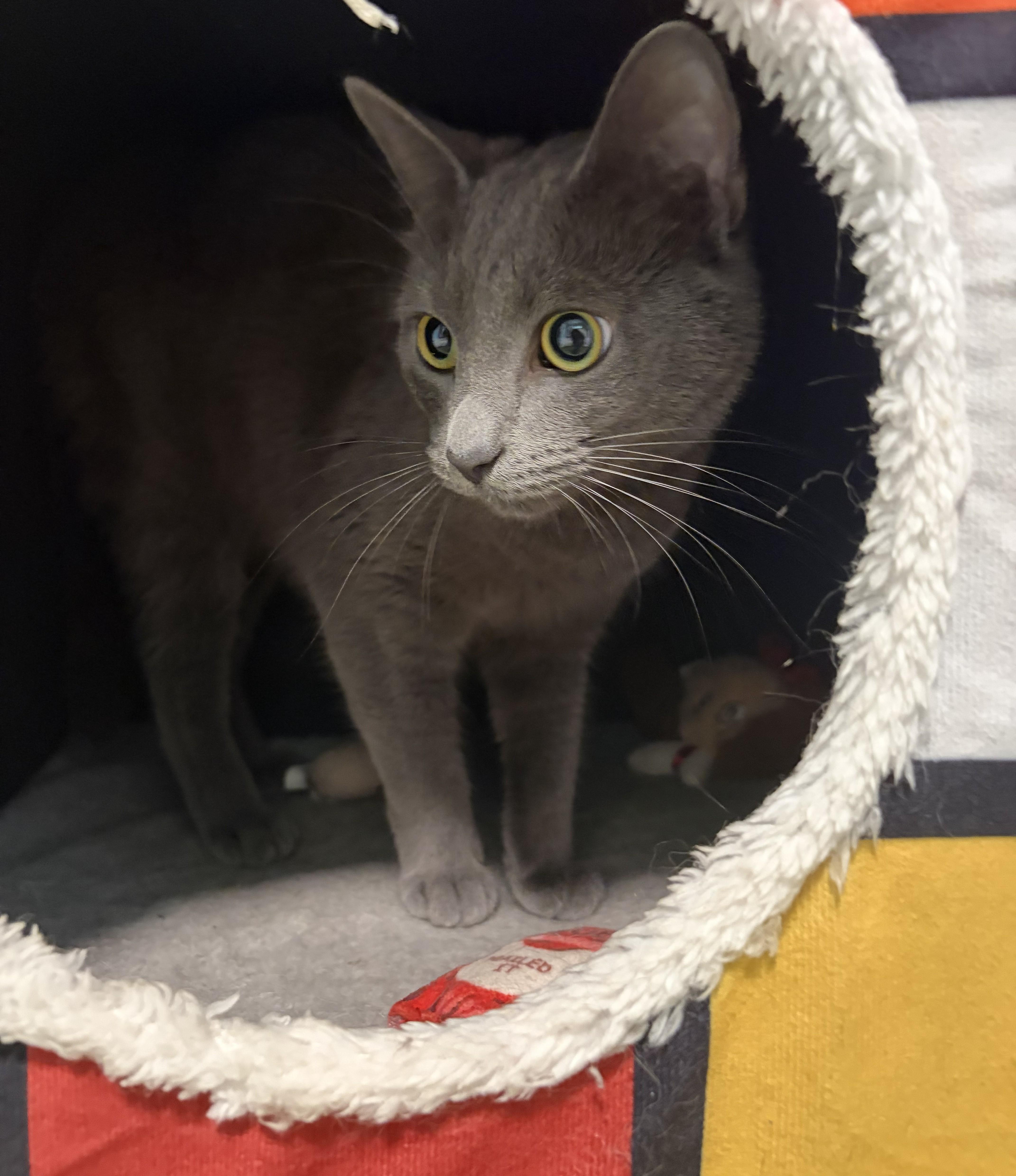 Enlarge Misha, an adopted Russian Blue in Mount Sterling, KY image 3/6