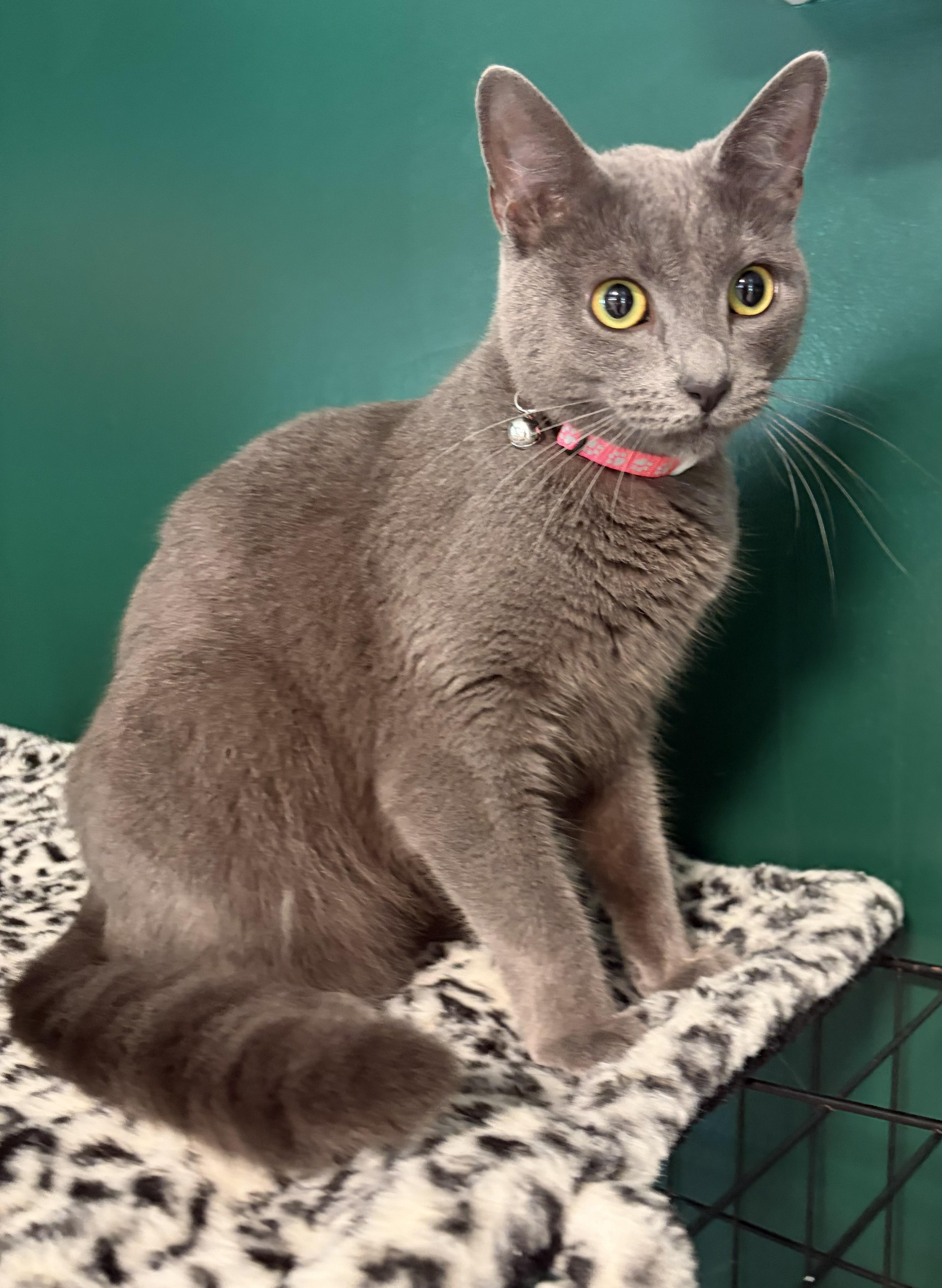 Enlarge Misha, an adopted Russian Blue in Mount Sterling, KY image 1/6