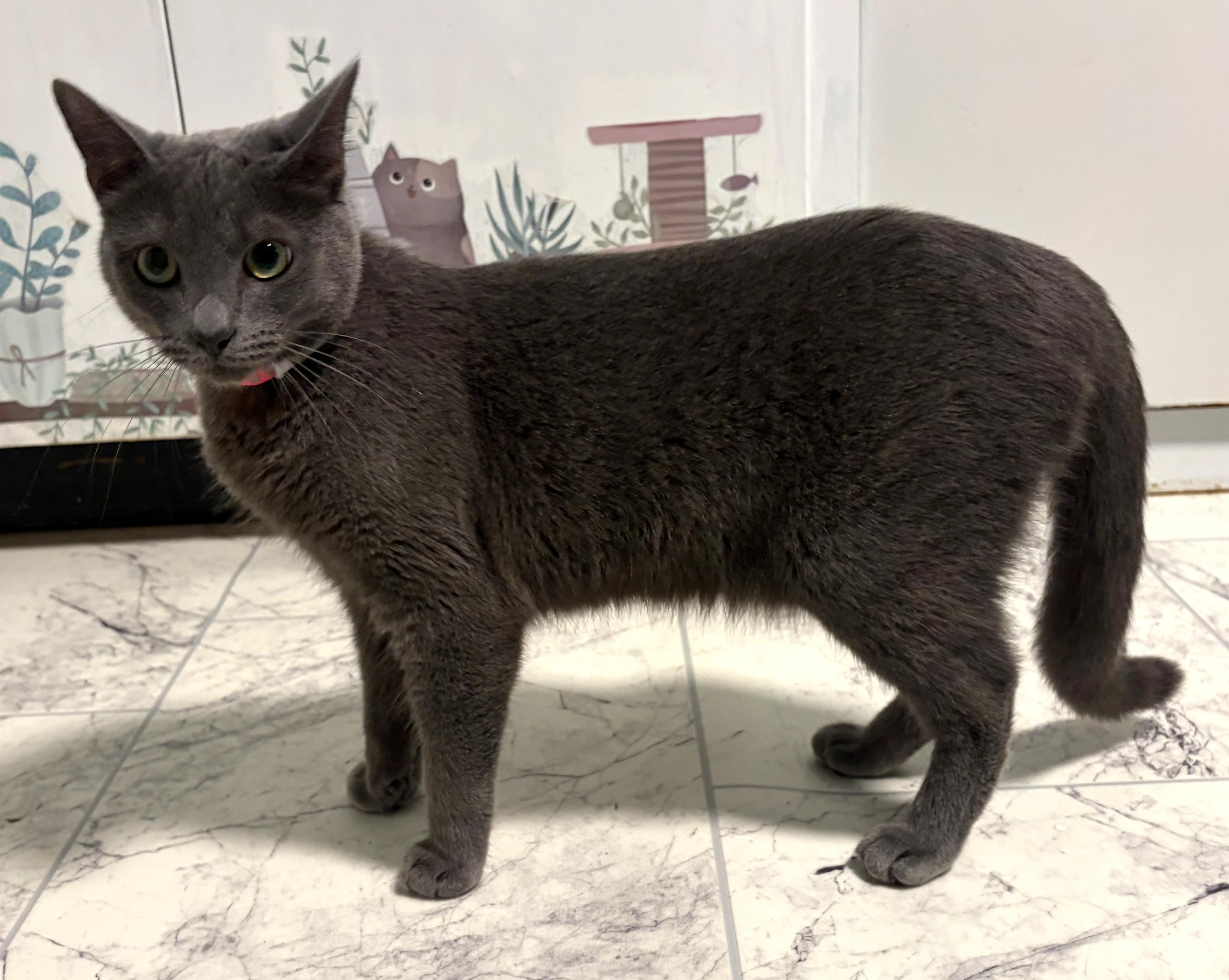 Enlarge Misha, an adopted Russian Blue in Mount Sterling, KY image 4/6