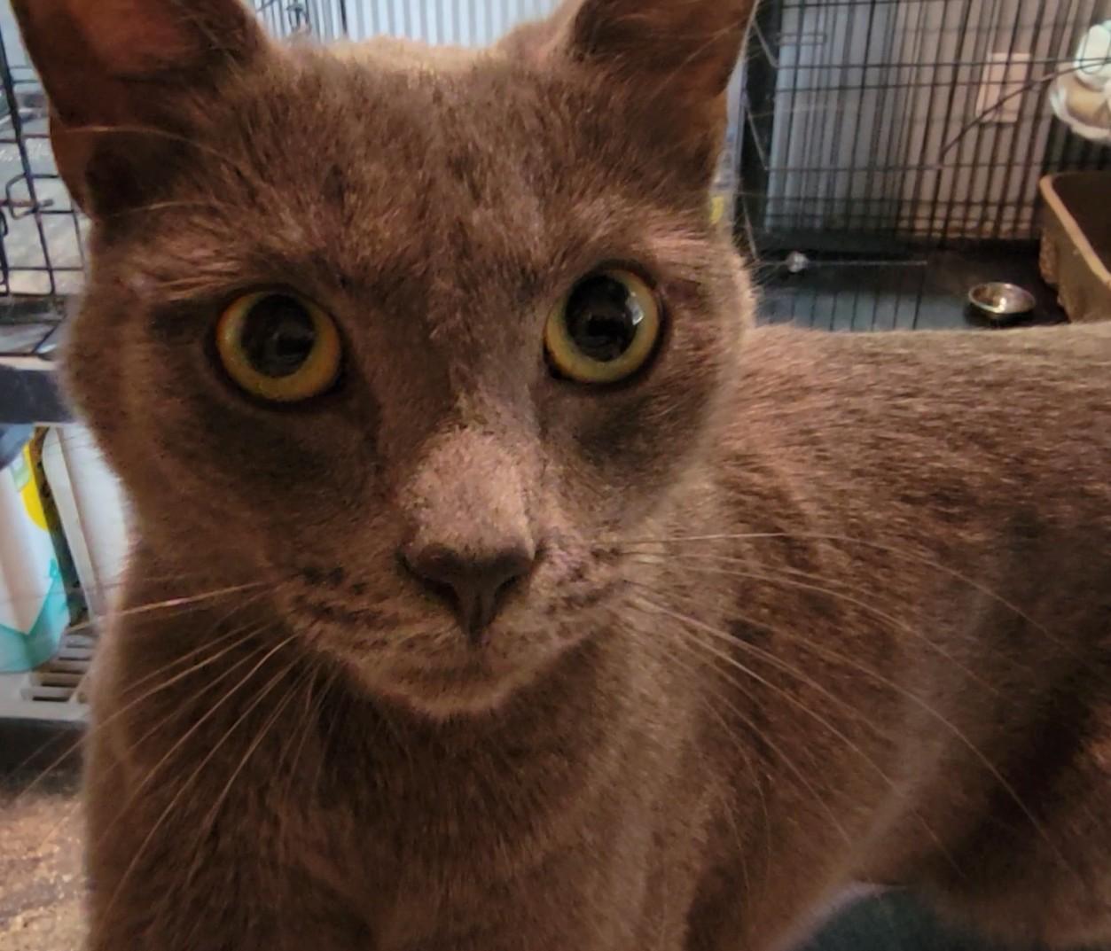 Enlarge Misha, an adopted Russian Blue in Mount Sterling, KY image 5/6