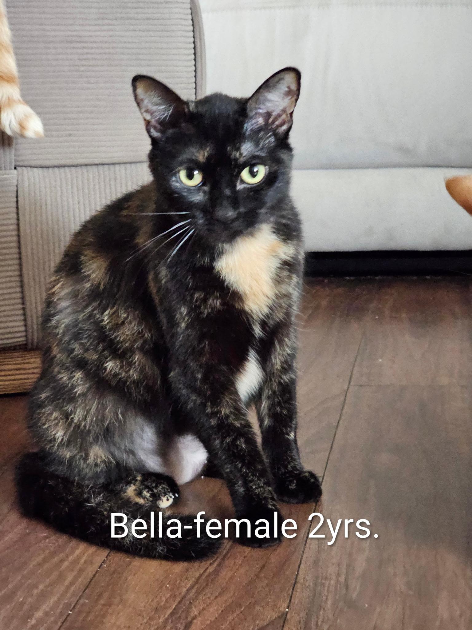 Enlarge Bella, a ADOPTABLE Tortoiseshell in Monrovia , CA image 1/1