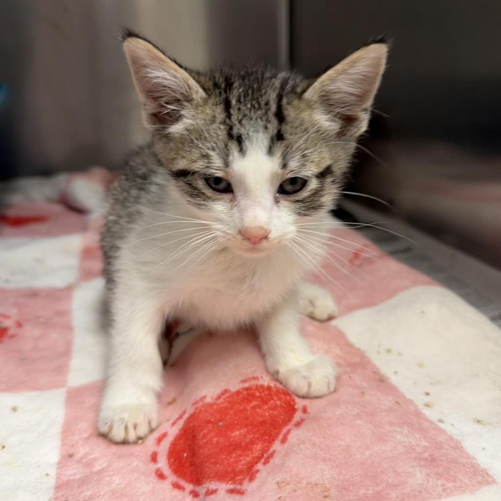 Kowalski, Adoptable, Kitten Male Domestic Short Hair.