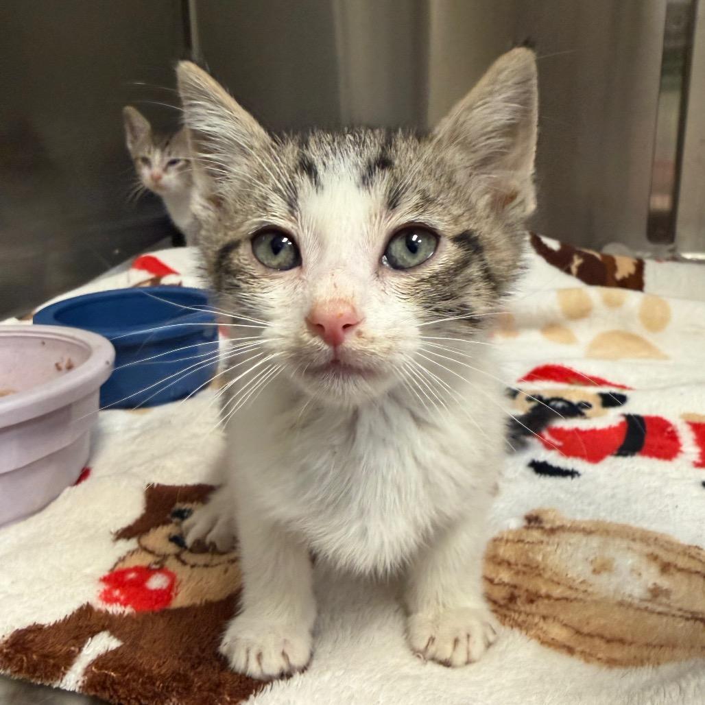 Kowalski, a Adoptable Domestic Short Hair in Bryan, TX image 2/2