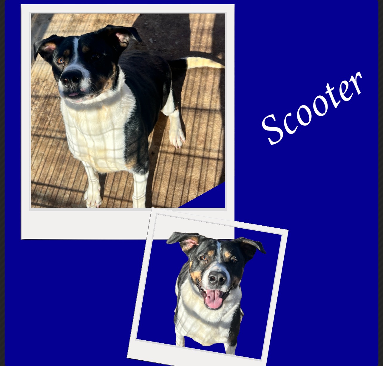 Scooter, Adult Male Mixed Breed