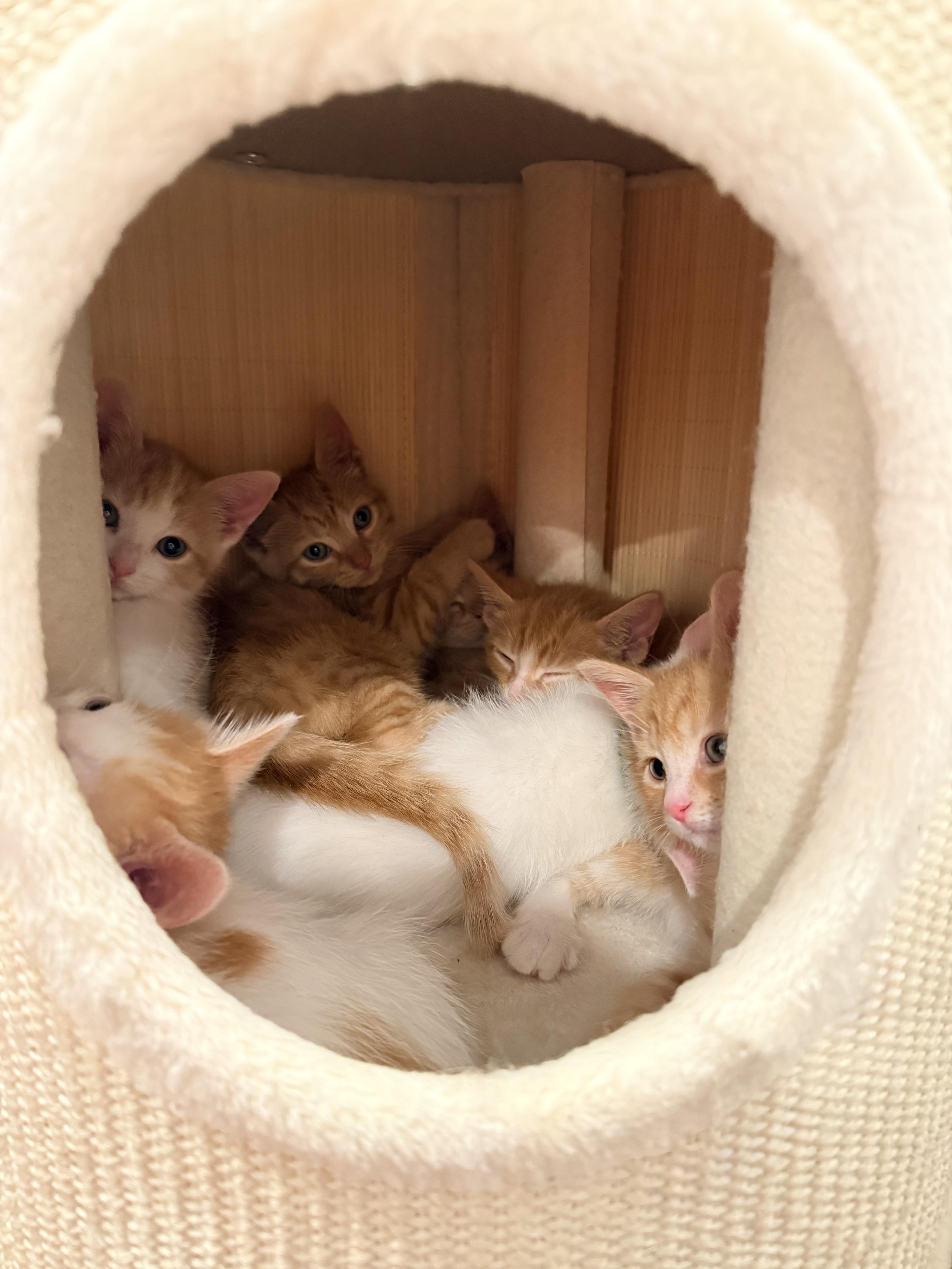 Enlarge Elijah - Small in Size, Big on Sweetness, a Adopted Domestic Short Hair in Bristow, VA image 5/5