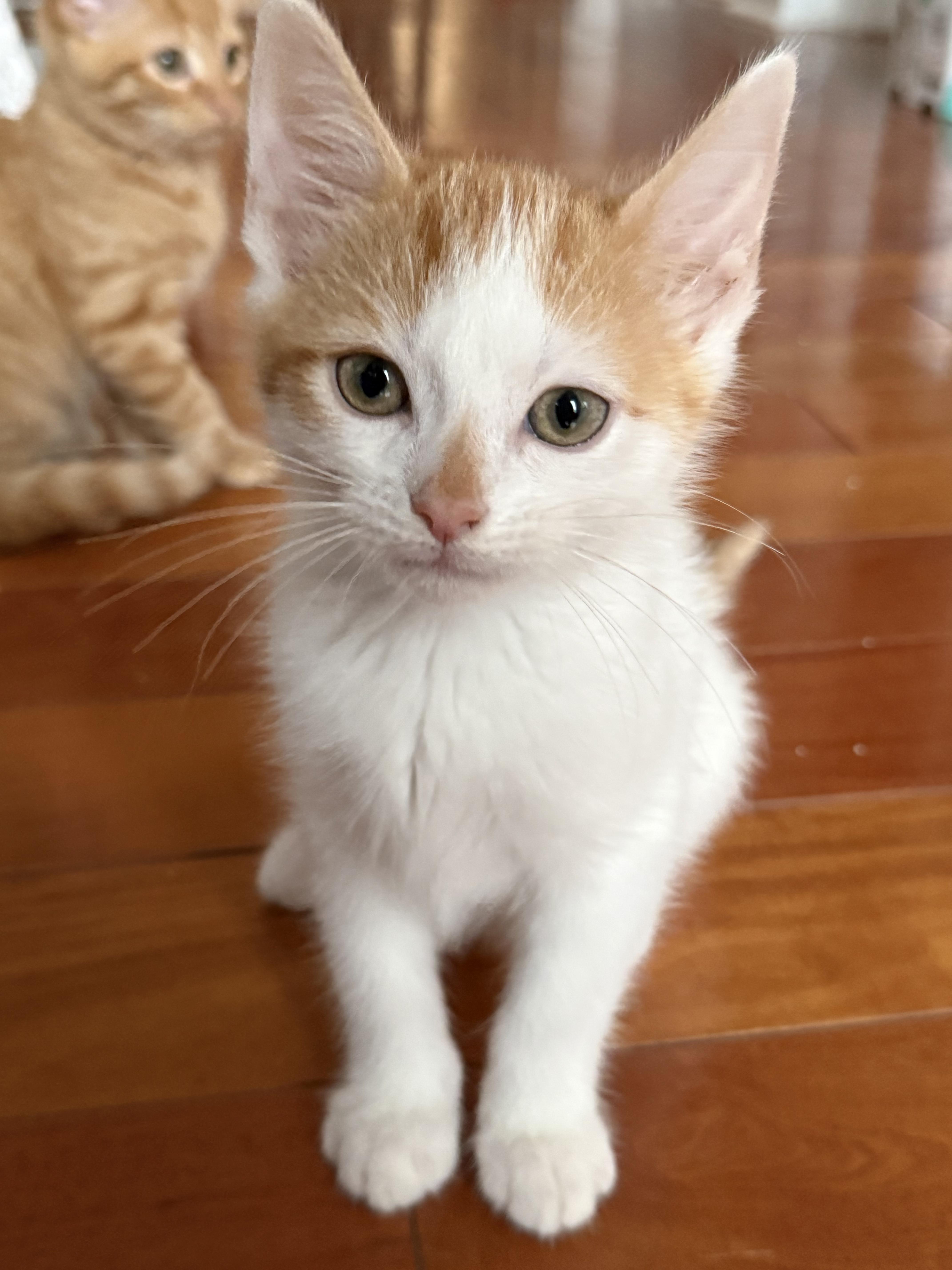 Enlarge Elijah - Small in Size, Big on Sweetness, a Adopted Domestic Short Hair in Bristow, VA image 2/5