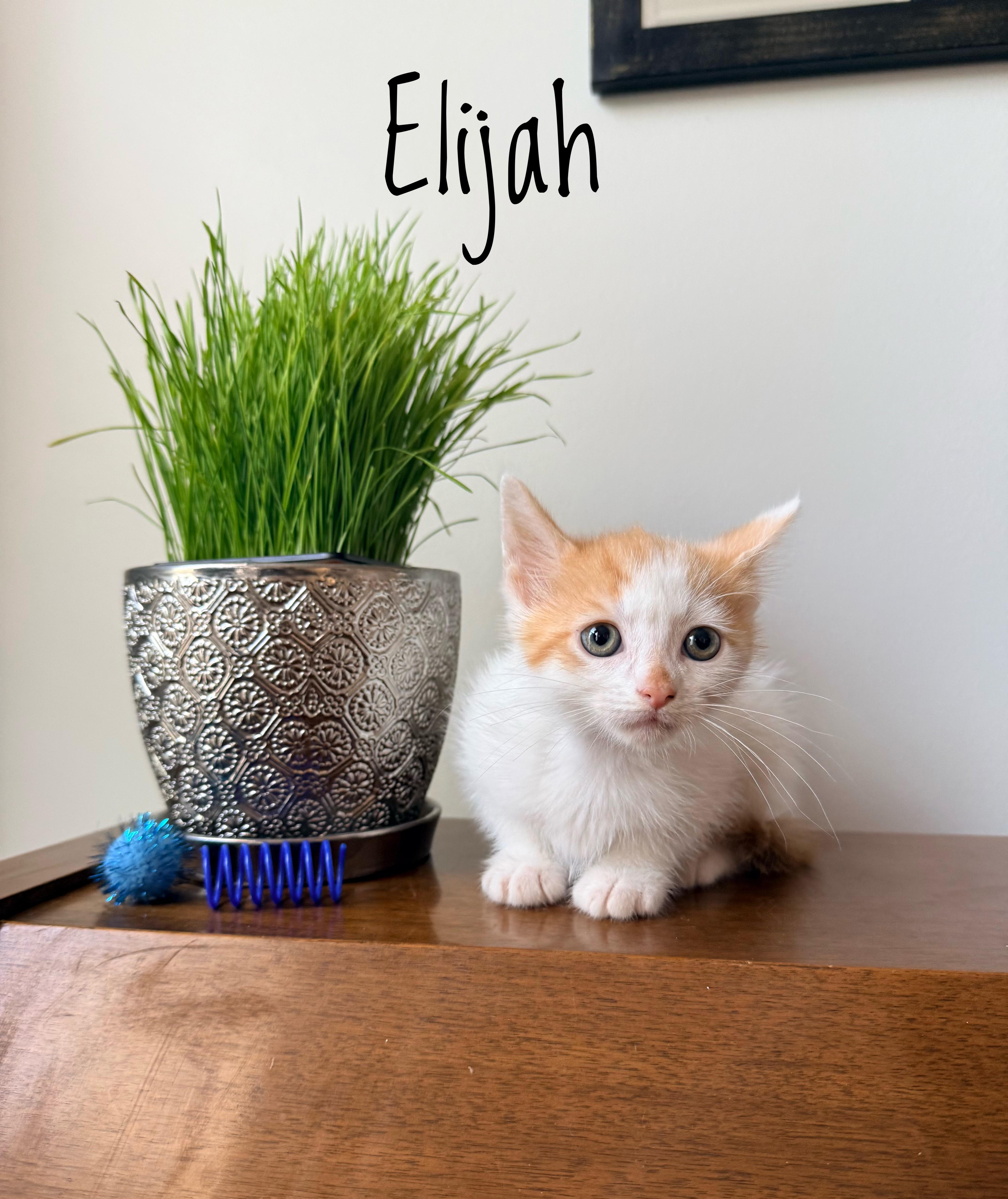 Enlarge Elijah - Small in Size, Big on Sweetness, a Adopted Domestic Short Hair in Bristow, VA image 4/5