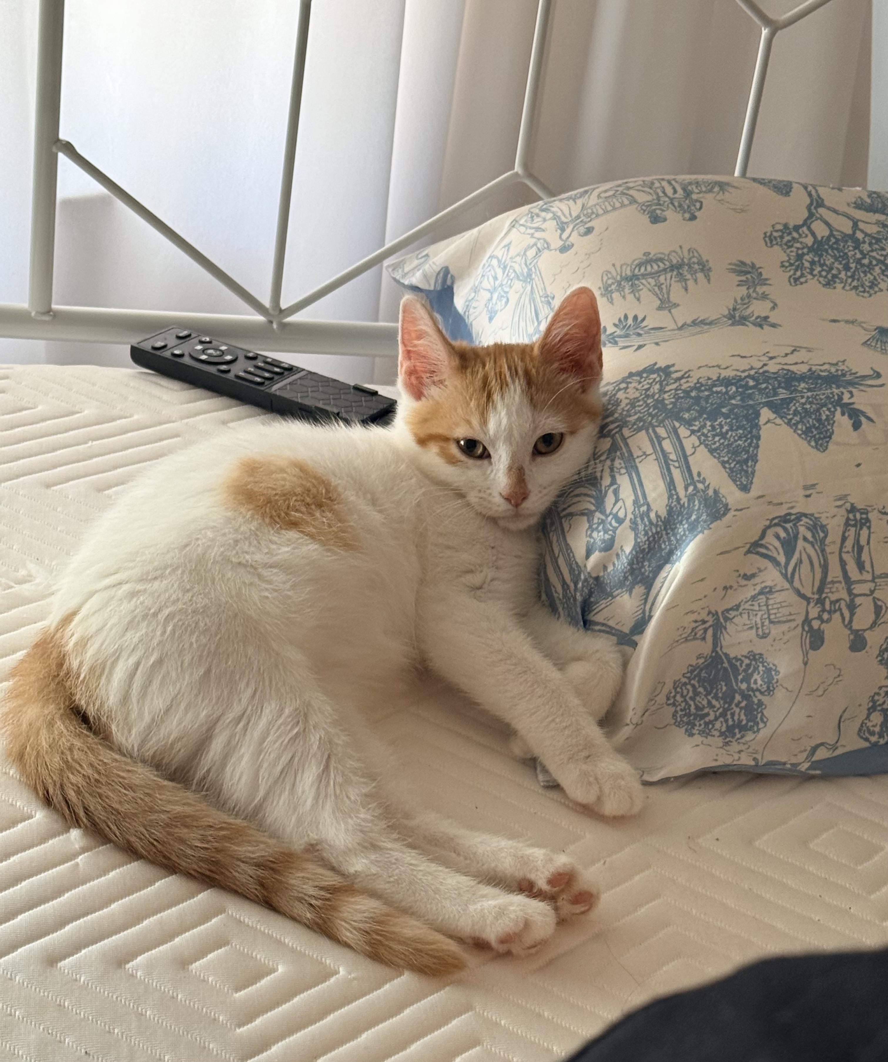 Enlarge Elijah - Small in Size, Big on Sweetness, a Adopted Domestic Short Hair in Bristow, VA image 3/5