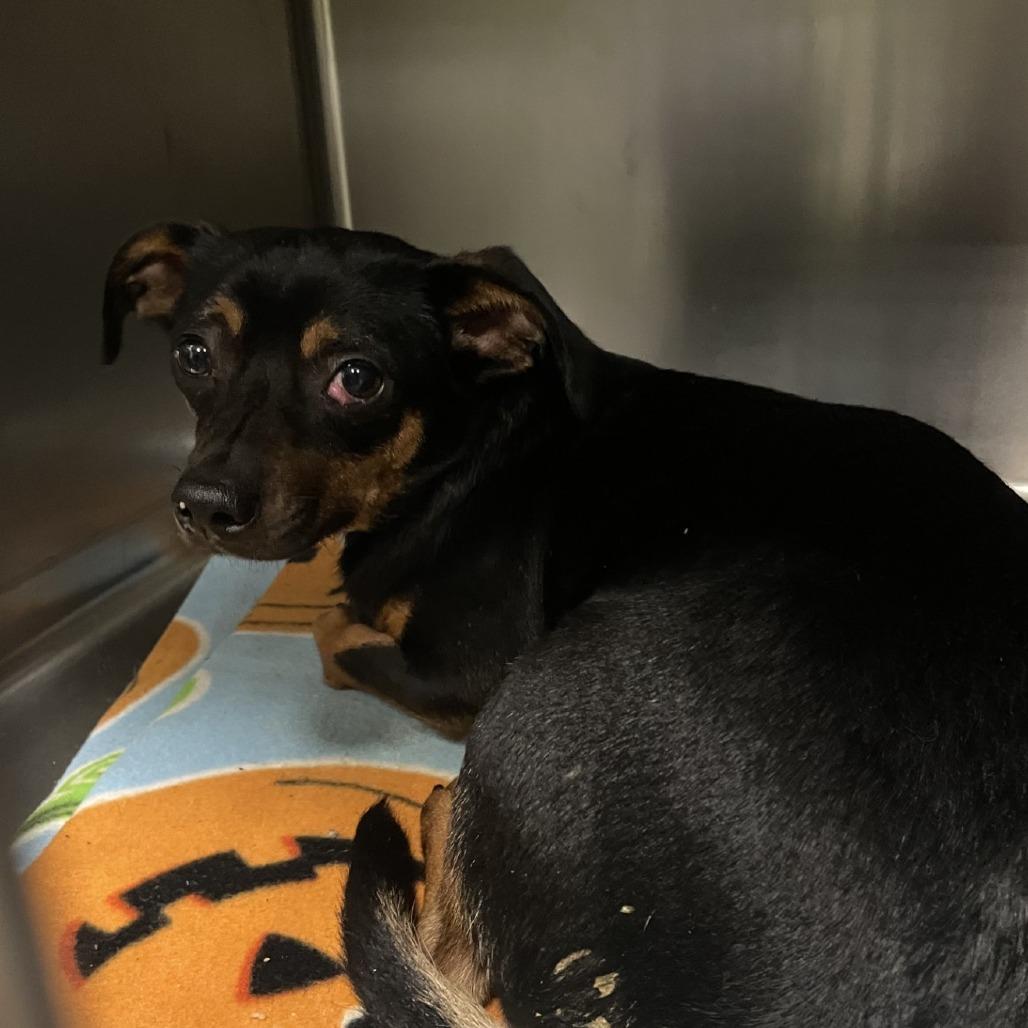 Enlarge Curry, a Adoptable mixed breed in Spokane, WA image 1/1