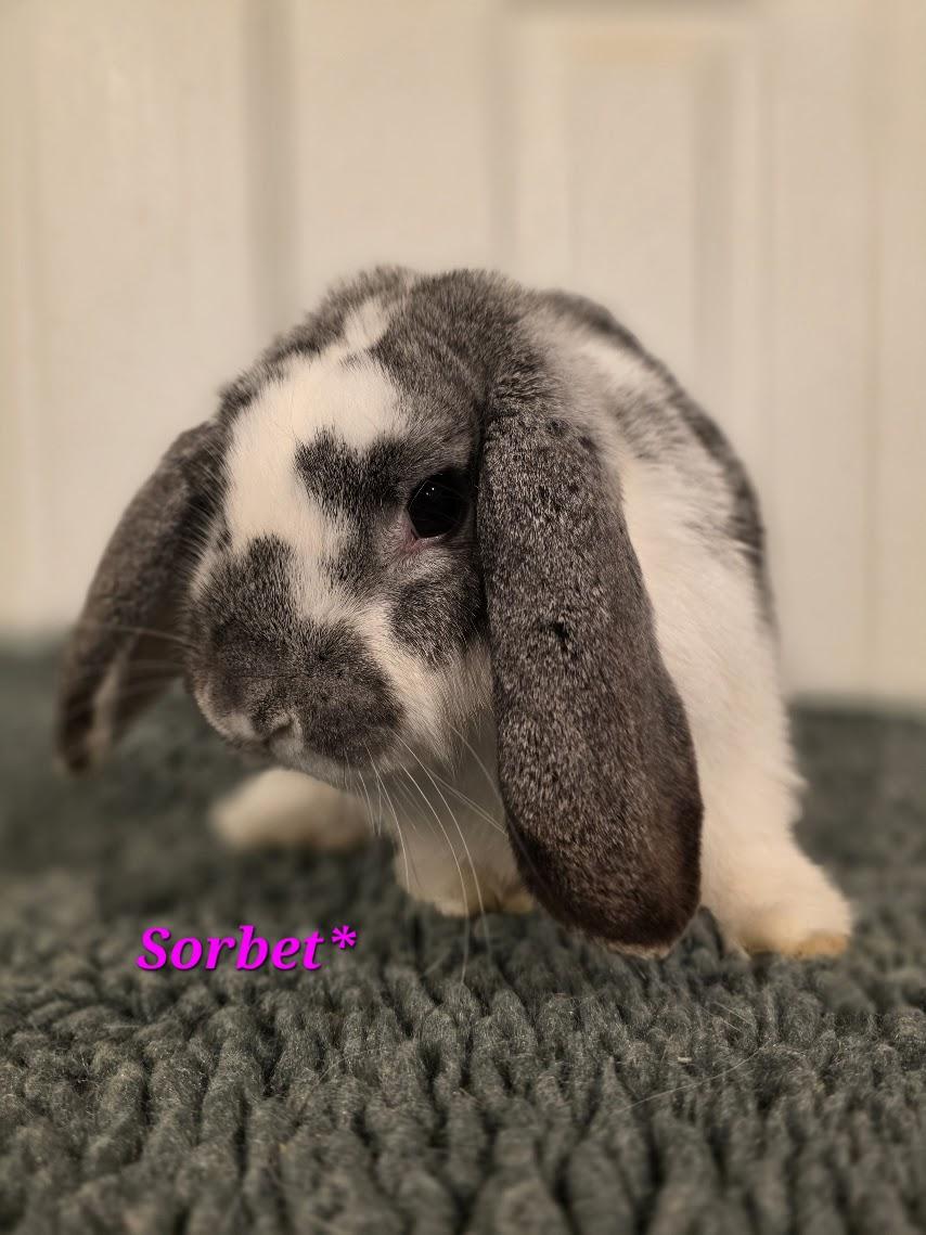 Enlarge Sorbet, an adoption pending Holland Lop in Seymour, CT image 1/1