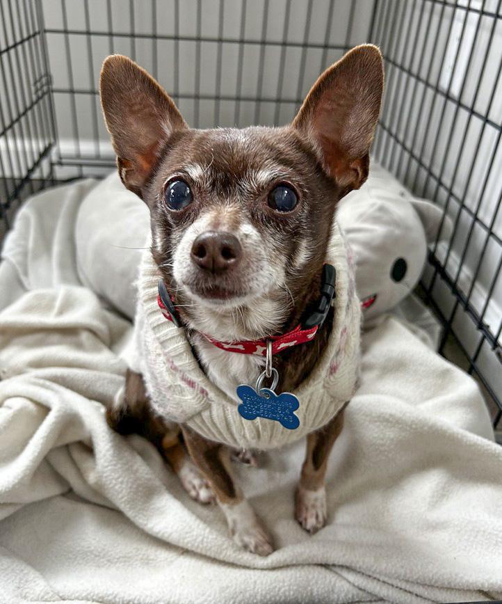 Enlarge Mimi, a Adoptable Chihuahua in Landenberg, PA image 1/6
