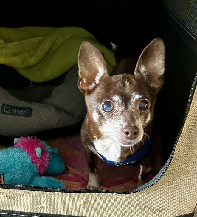 Mimi, a Adoptable Chihuahua in Landenberg, PA image 2/4